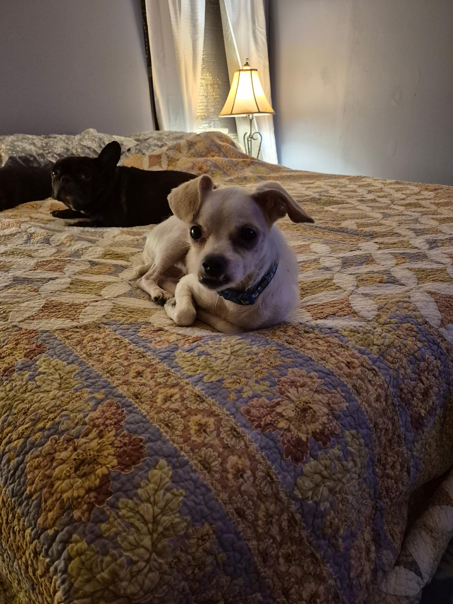 Lucy, a Adoptable mixed breed in Byron, IL image 3/6