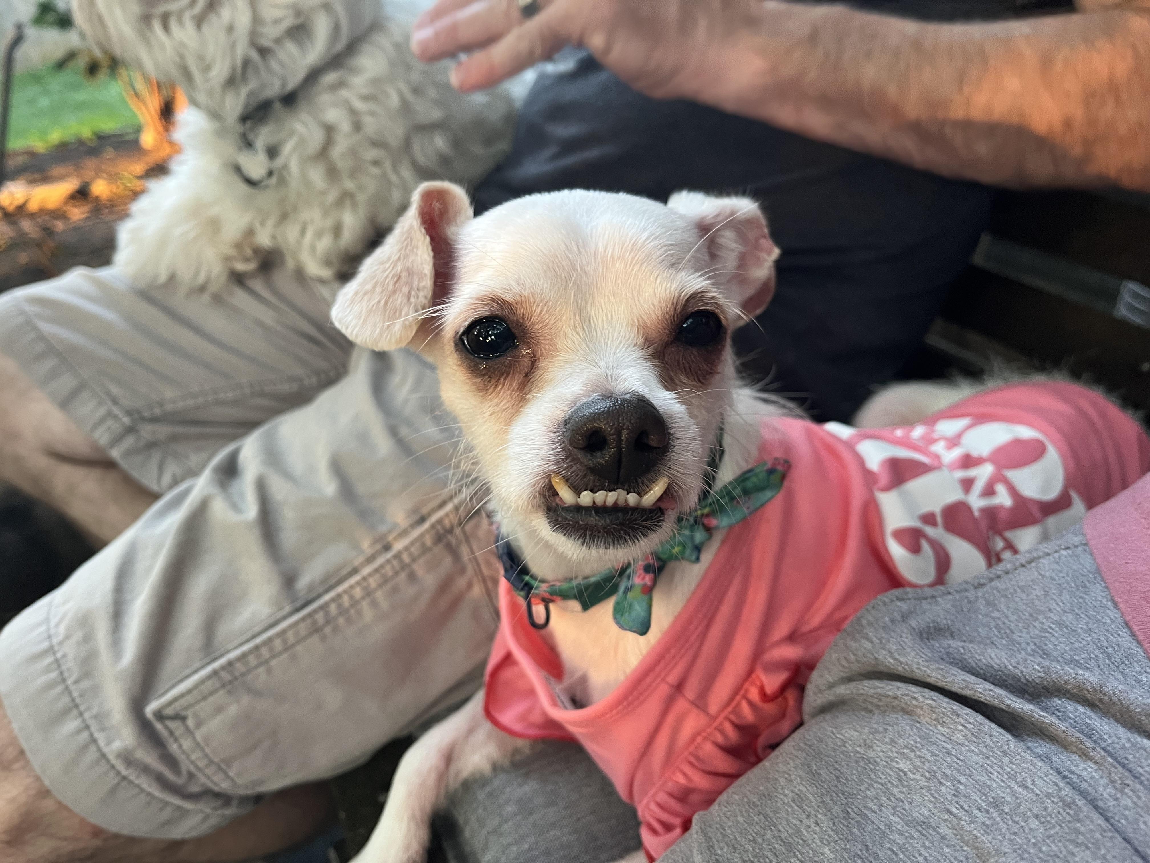 Lucy, a Adoptable mixed breed in Byron, IL image 1/6