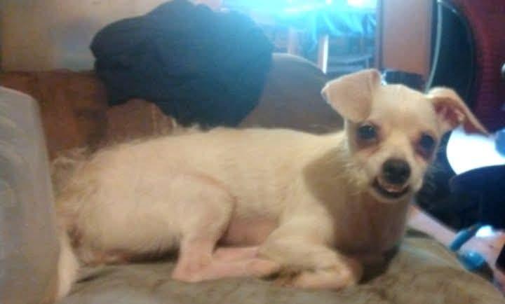 Lucy, a Adoptable mixed breed in Byron, IL image 5/6