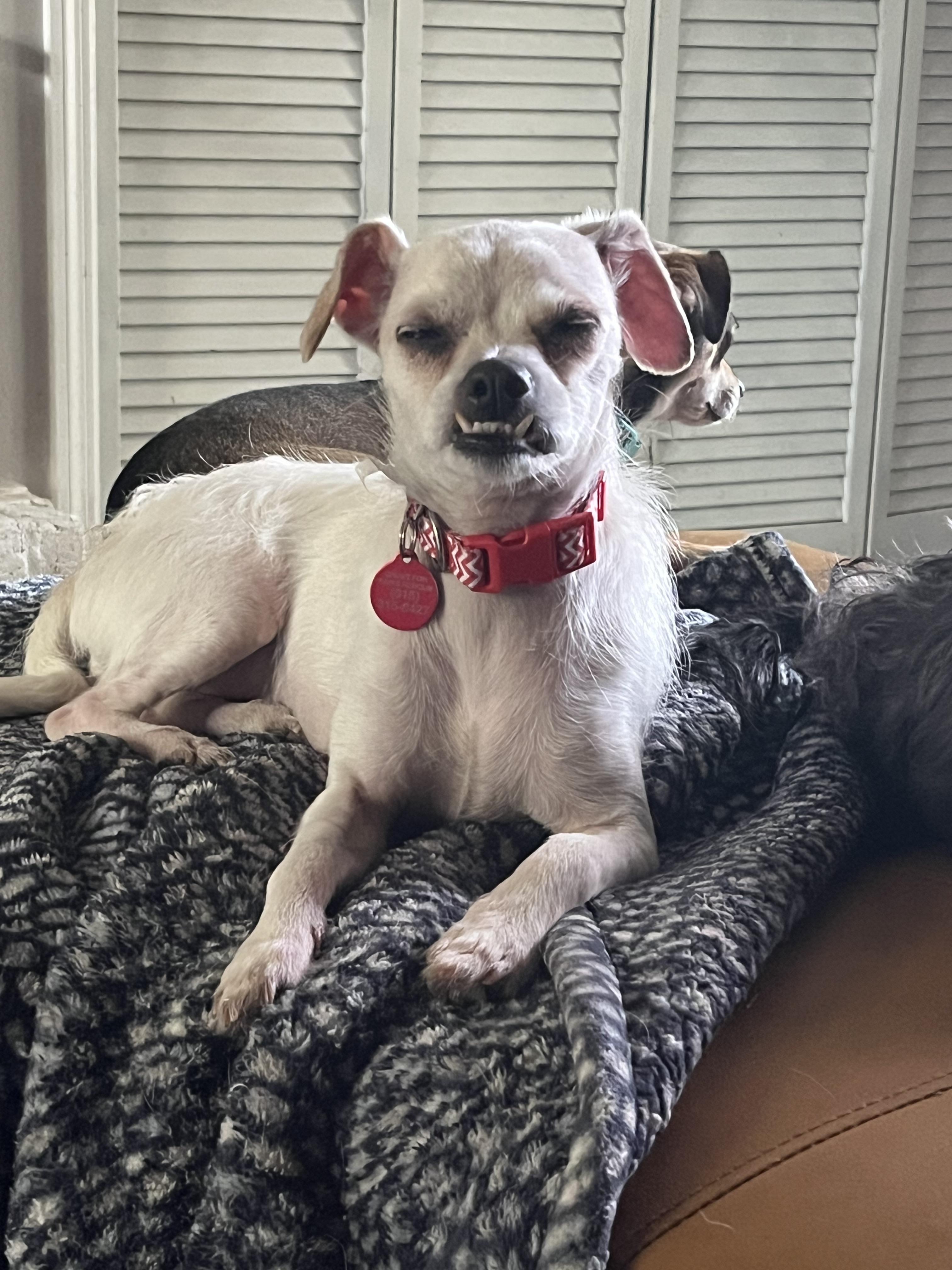 Lucy, a Adoptable mixed breed in Byron, IL image 2/6