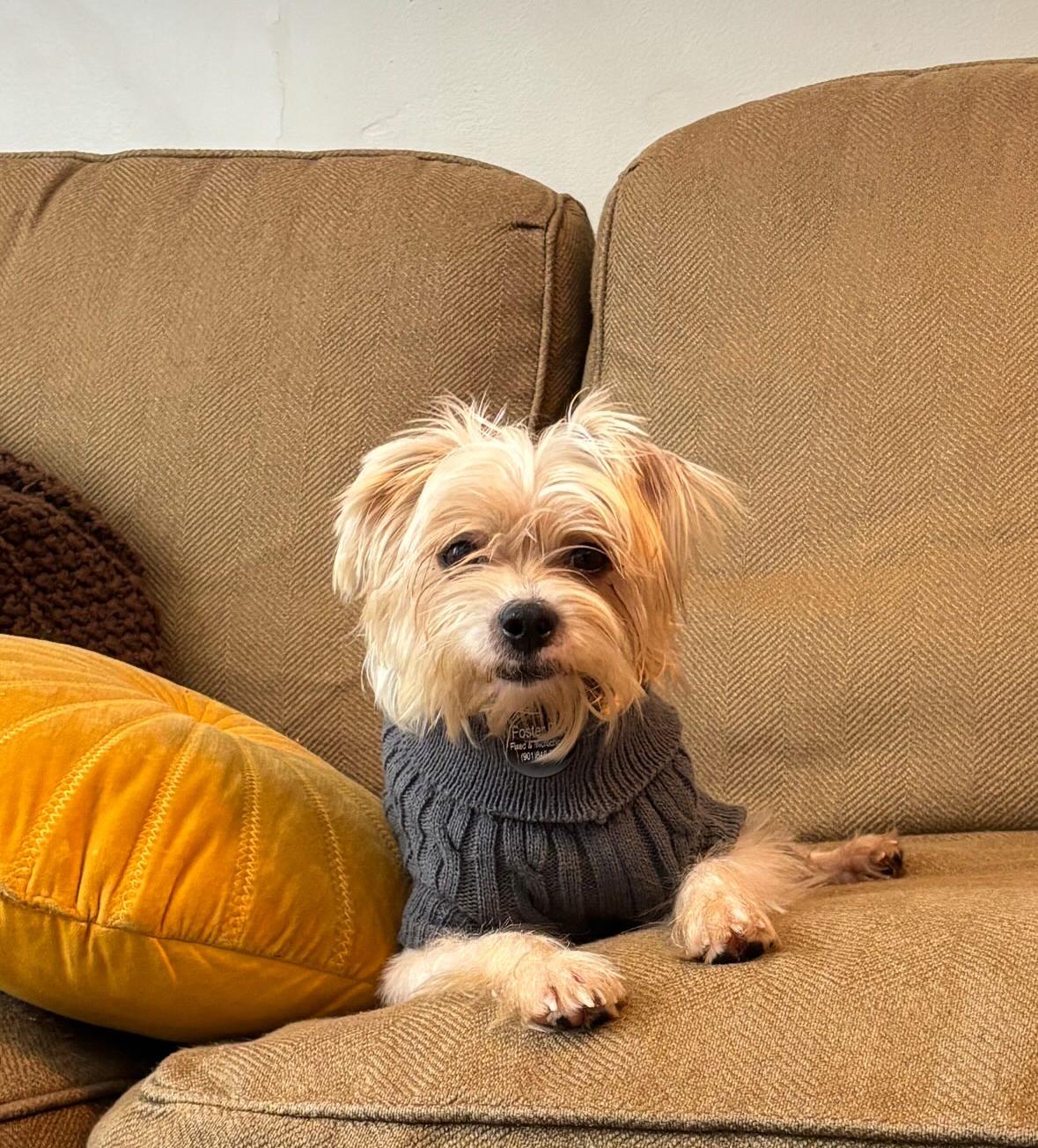 Winnie, adopted, Young Female Cairn Terrier & Yorkshire Terrier.