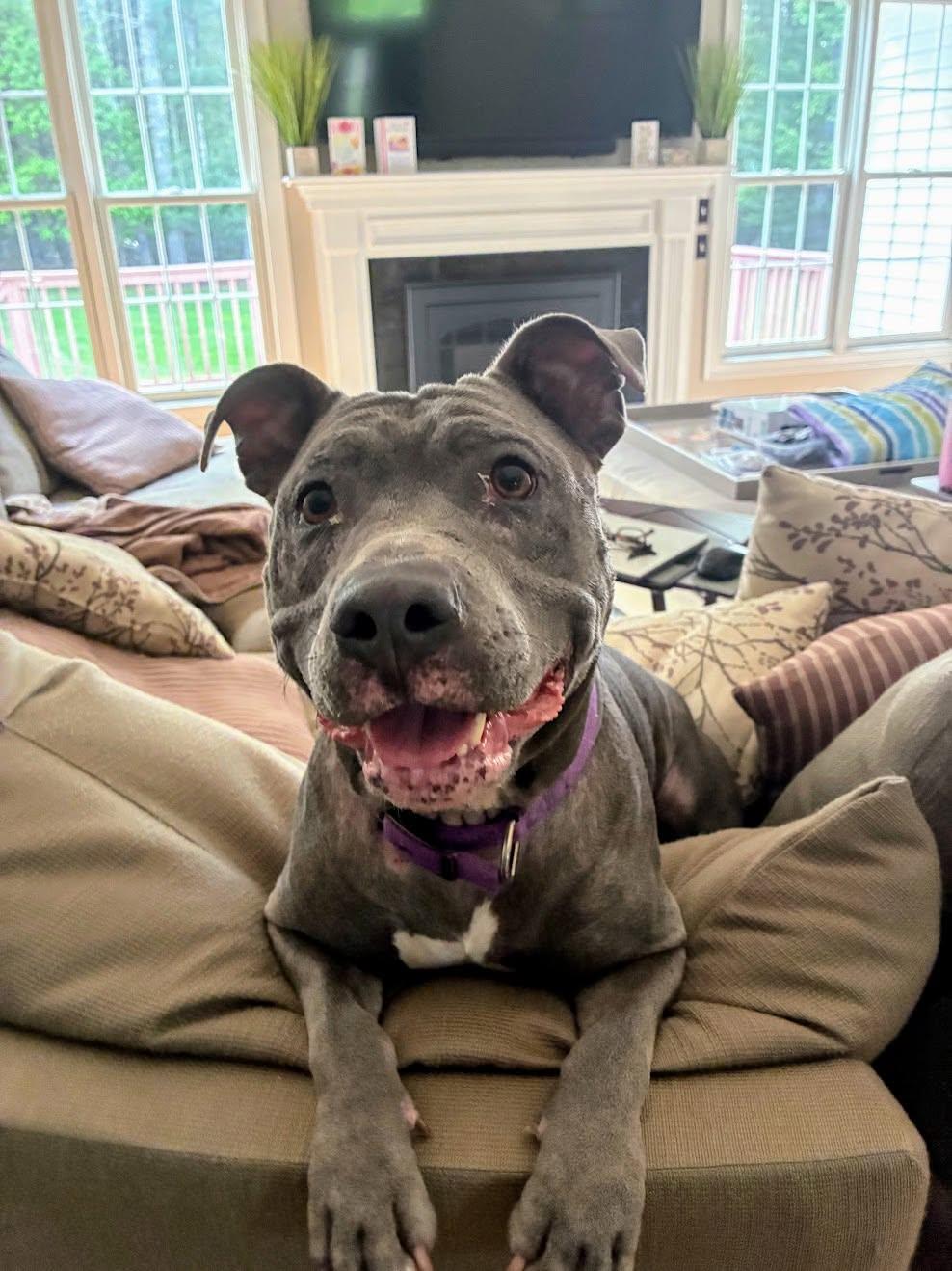 Luna Rae, a ADOPTABLE mixed breed in Cranston, RI image 1/3