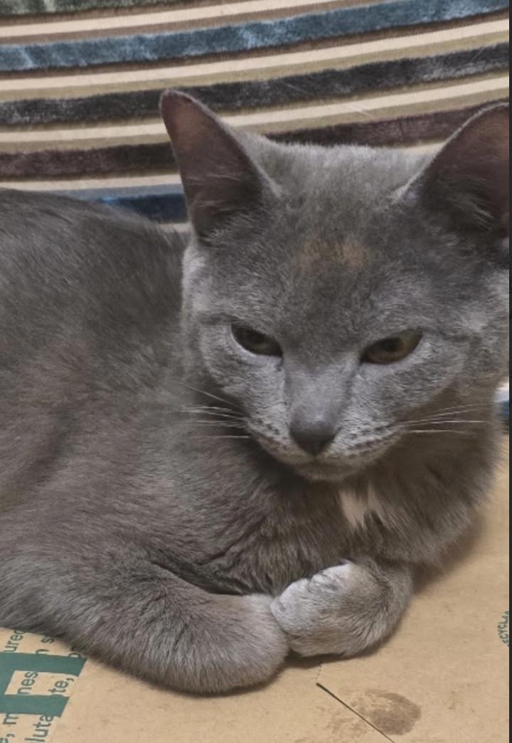 Opal , adopted, Kitten Female Russian Blue & Domestic Short Hair.