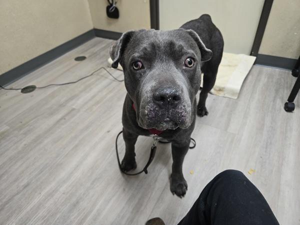 Enlarge Moose, a Adoptable mixed breed in Oceanside, CA image 1/1