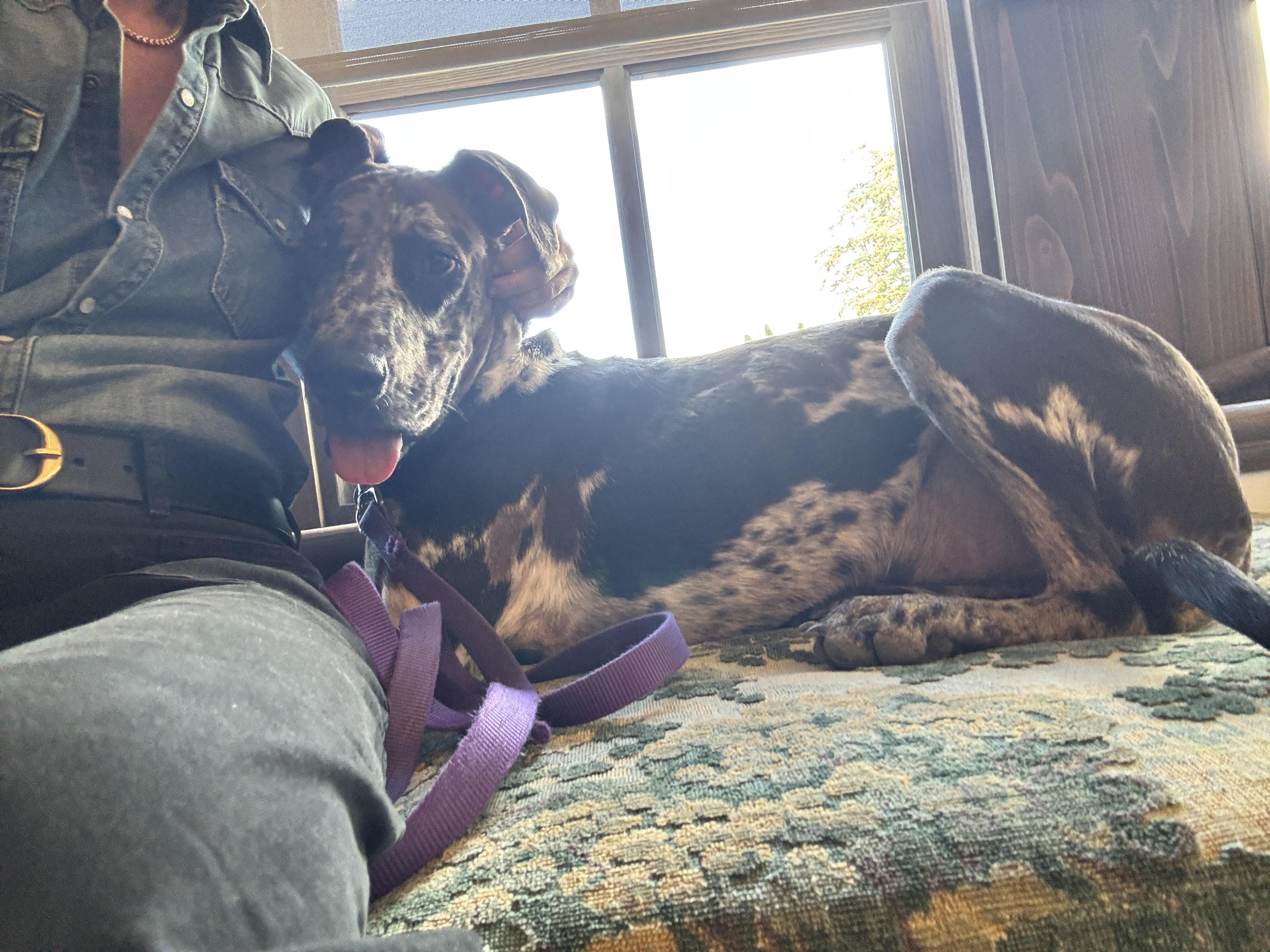 Enlarge Neo, an adopted mixed breed in Long Beach, CA image 1/6