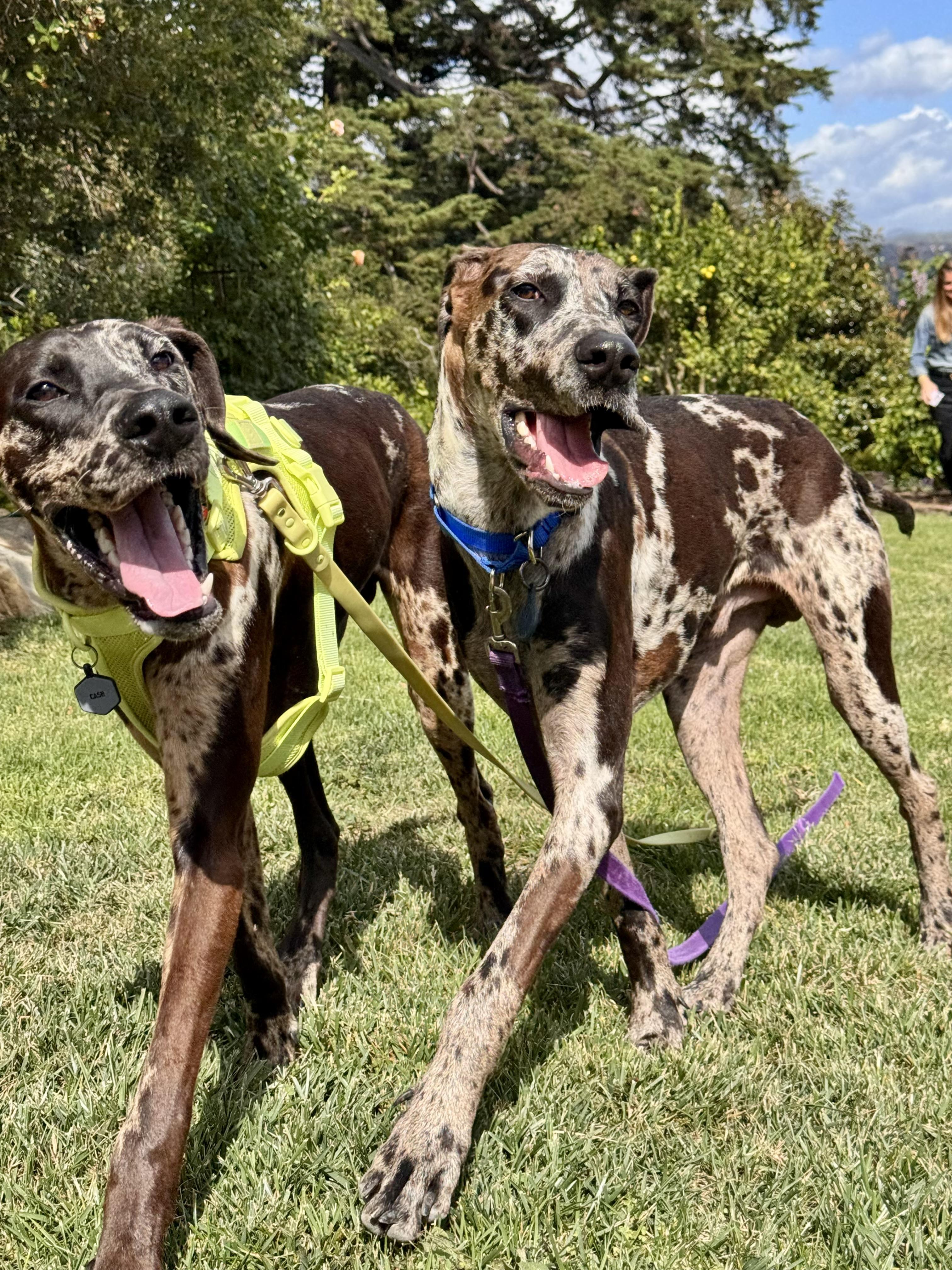 Enlarge Neo, an adopted mixed breed in Long Beach, CA image 2/6