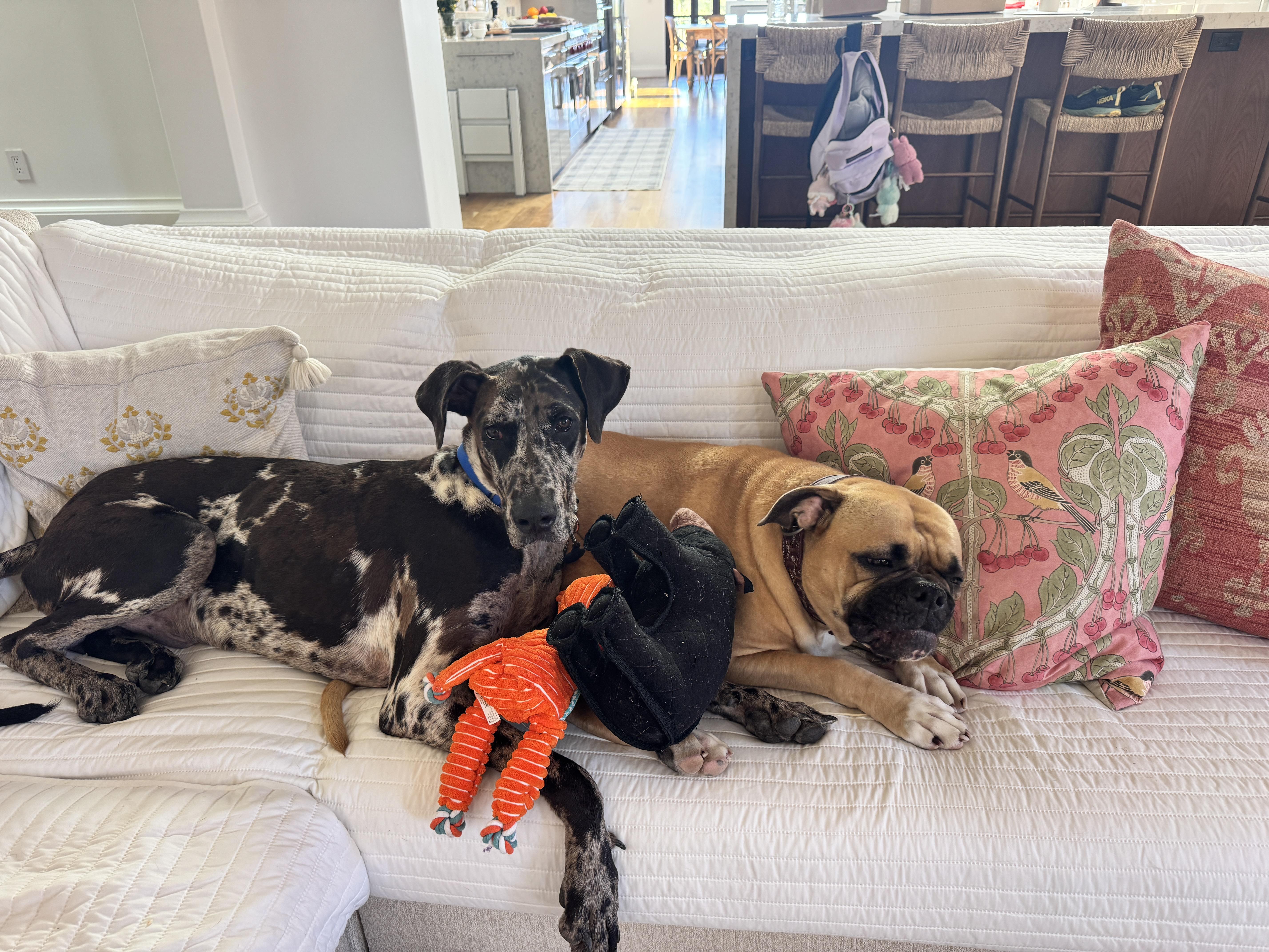 Enlarge Neo, an adopted mixed breed in Long Beach, CA image 5/6
