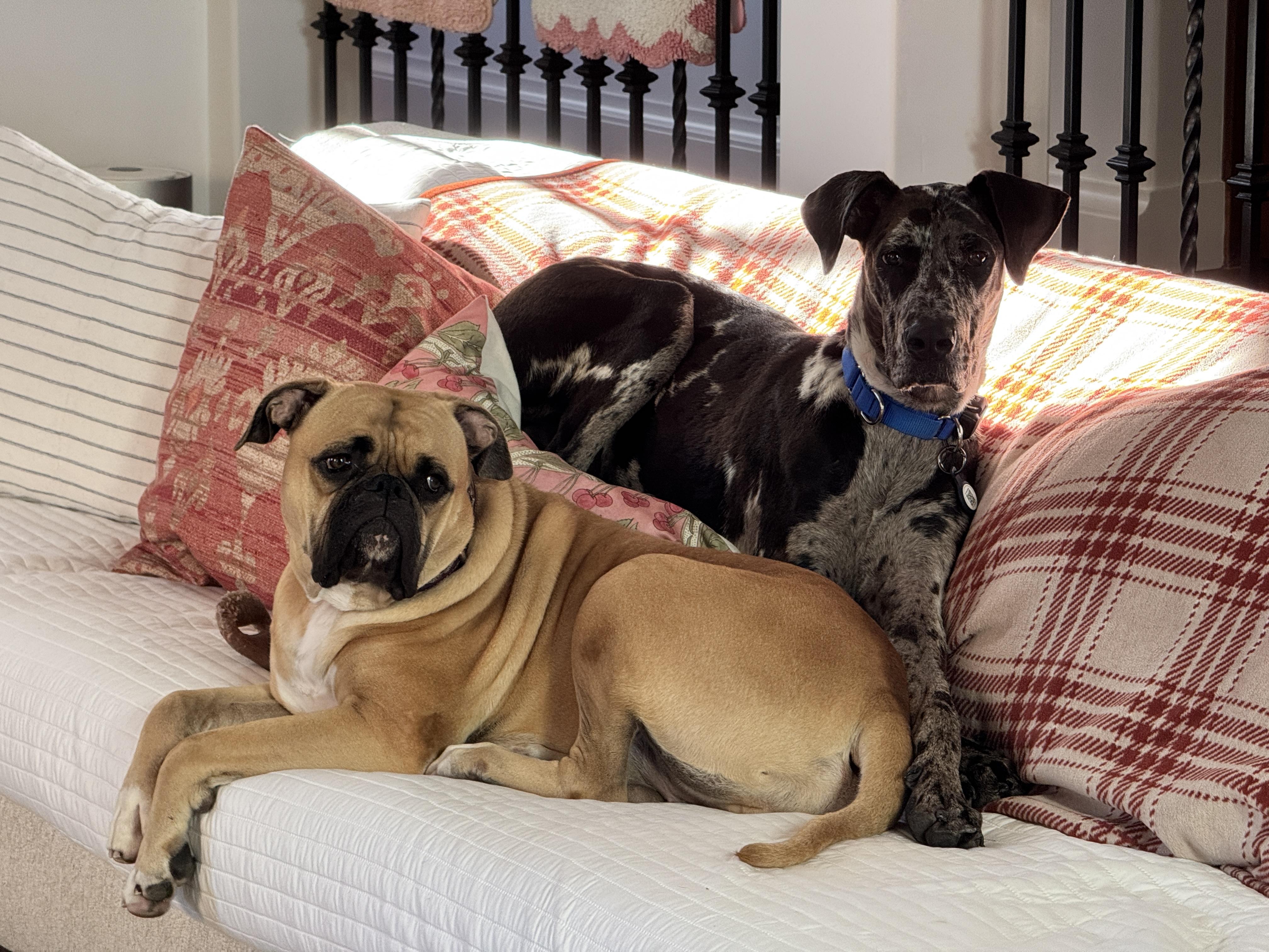 Enlarge Neo, an adopted mixed breed in Long Beach, CA image 6/6