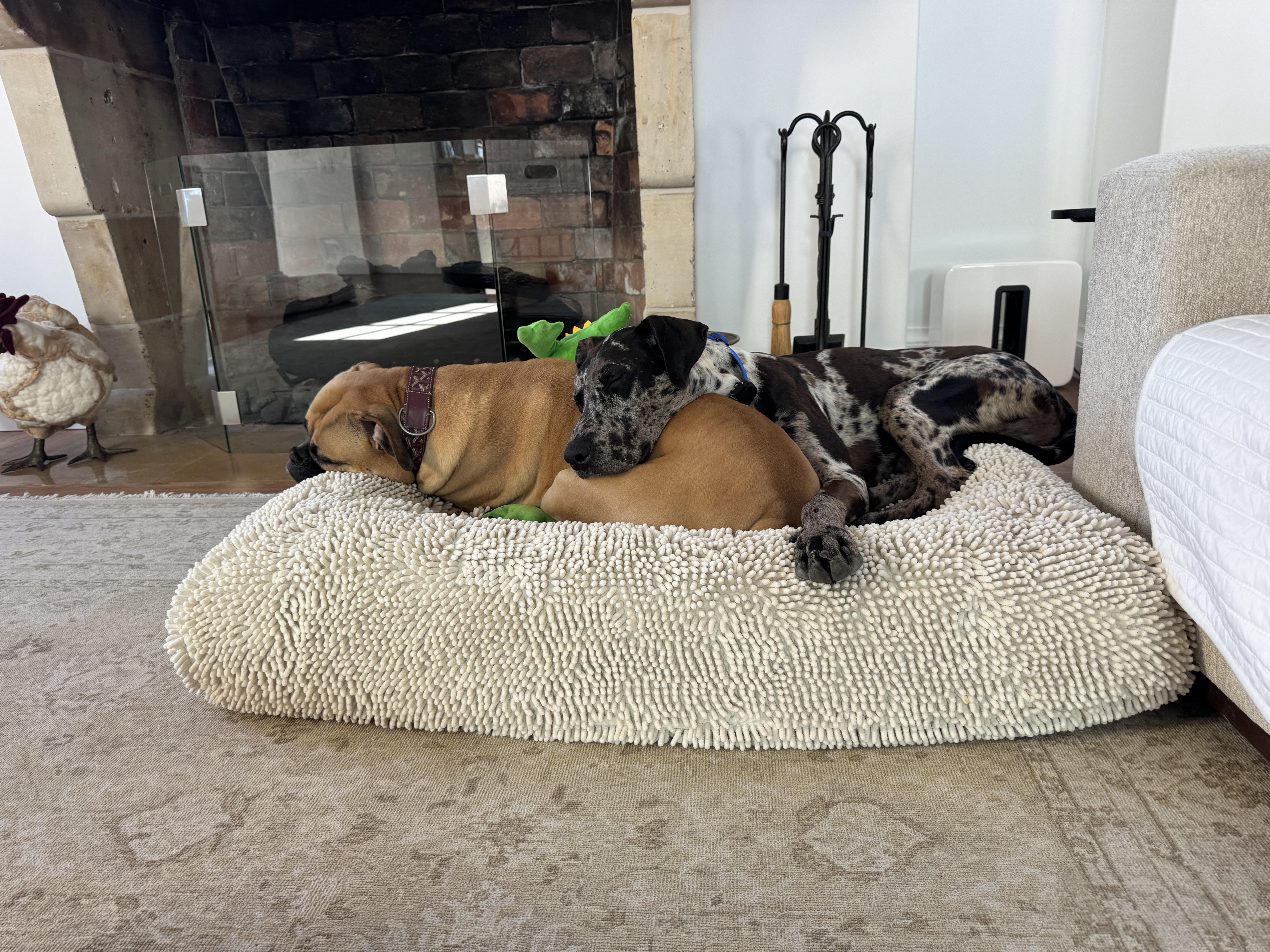 Enlarge Neo, an adopted mixed breed in Long Beach, CA image 4/6