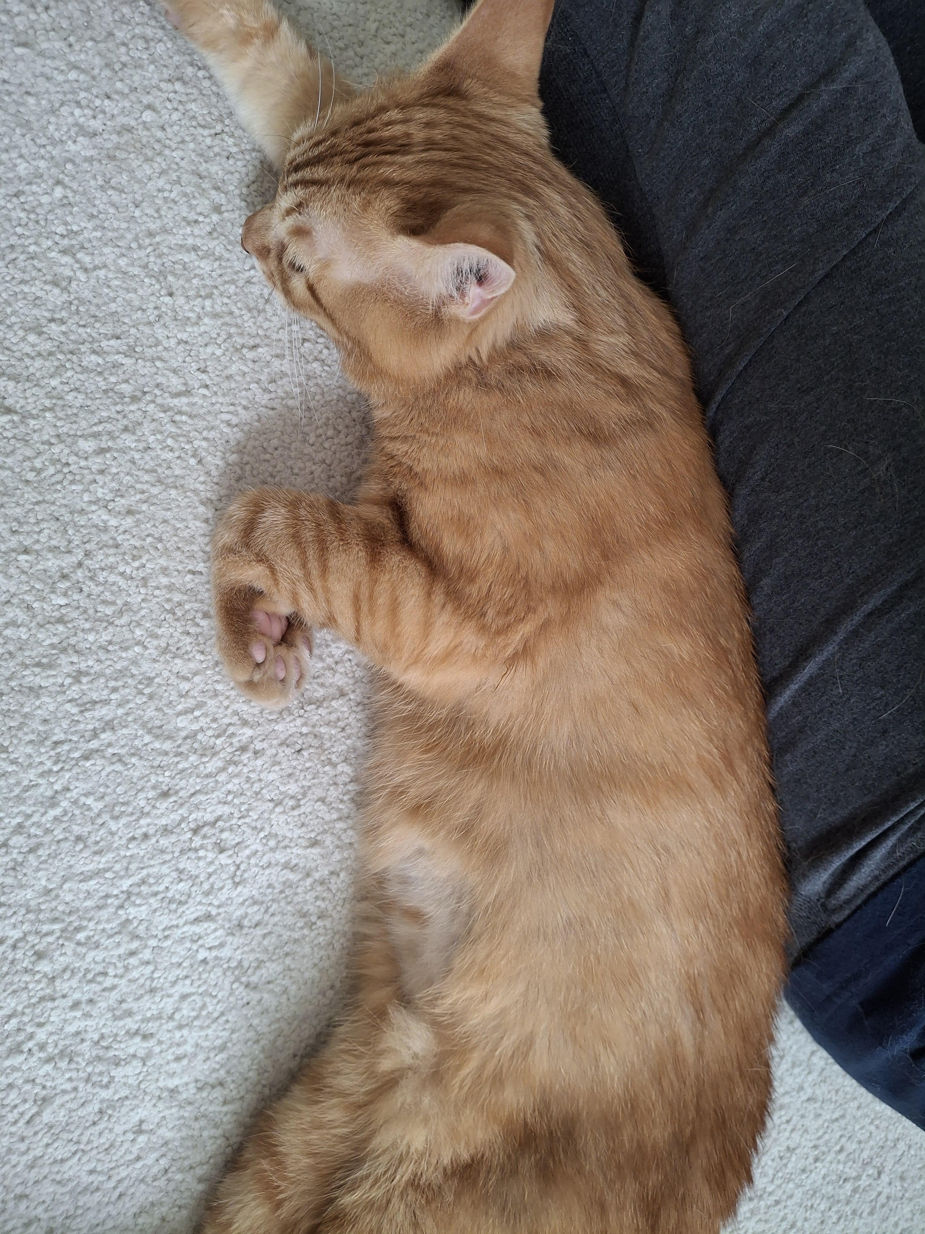 Enlarge Clifford, a Adoptable Tabby in Columbus, OH image 5/6