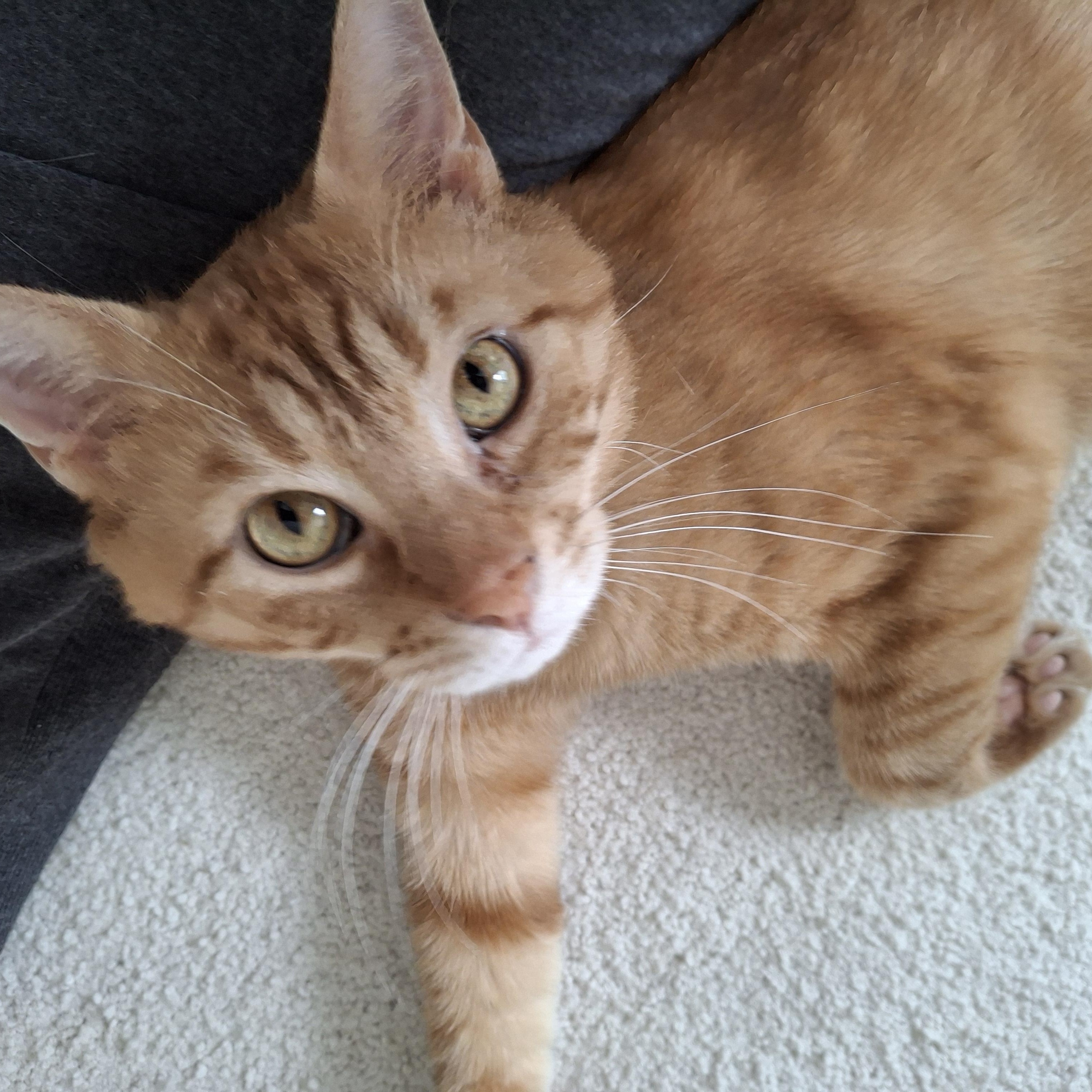 Enlarge Clifford, a Adoptable Tabby in Columbus, OH image 3/6