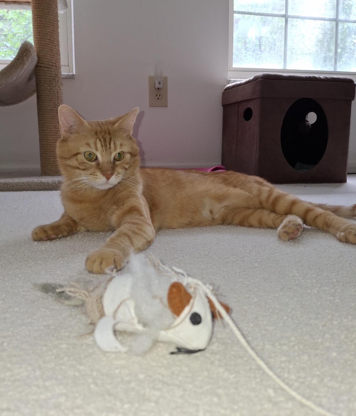 Enlarge Clifford, a Adoptable Tabby in Columbus, OH image 2/6