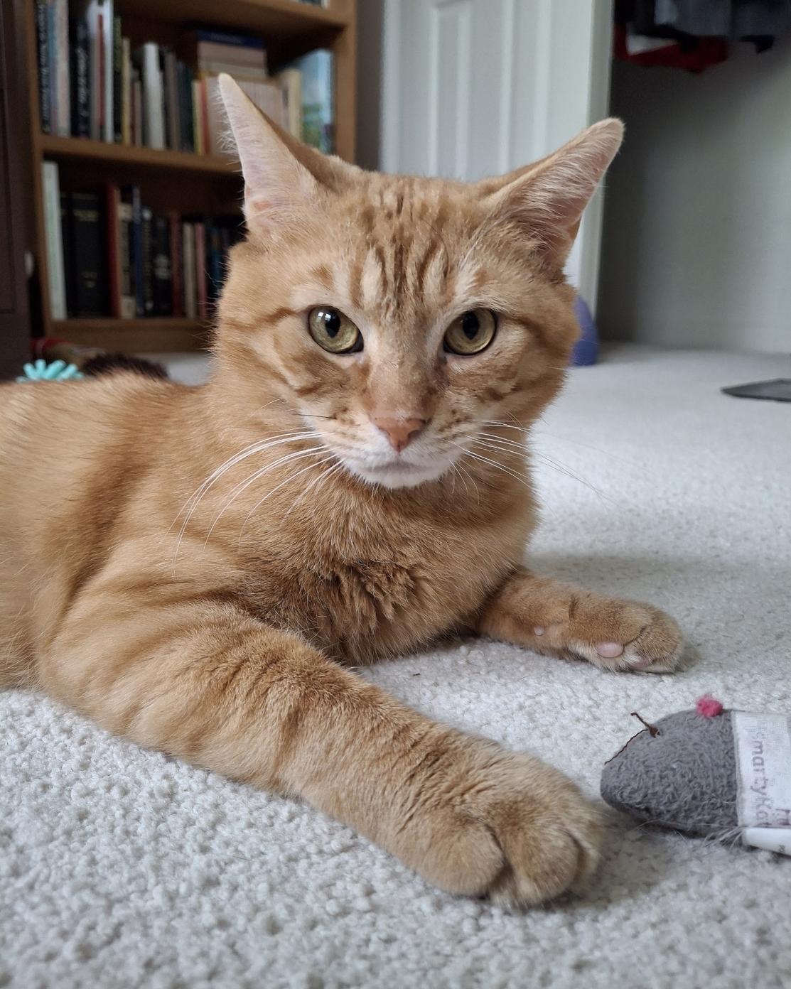 Enlarge Clifford, a Adoptable Tabby in Columbus, OH image 1/6