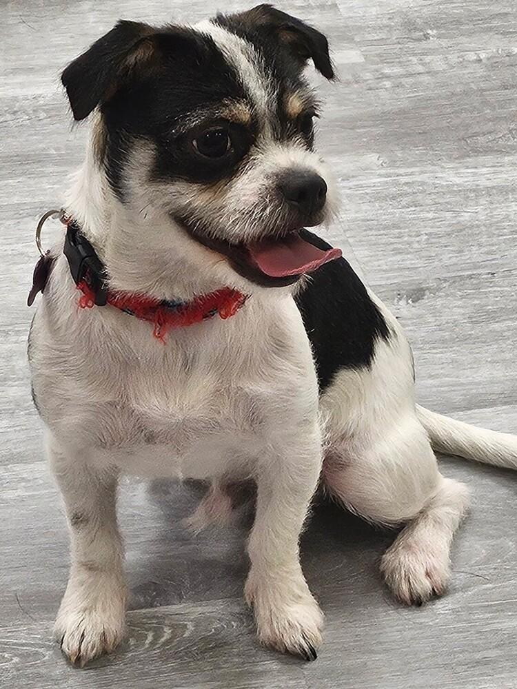 Enlarge Snoopy, a Adoptable mixed breed in Richardson, TX image 1/5