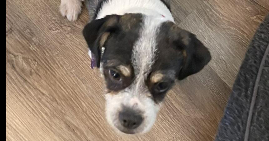 Enlarge Snoopy, a Adoptable mixed breed in Richardson, TX image 2/5