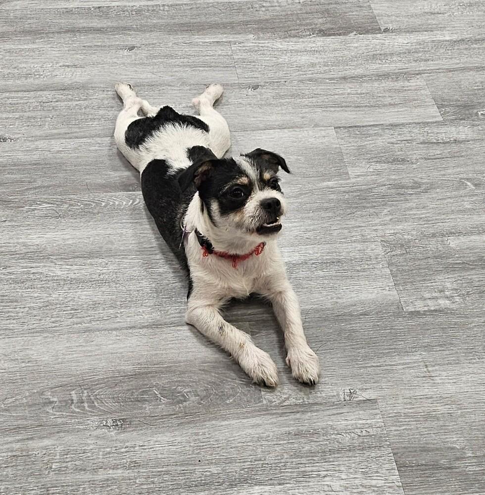 Enlarge Snoopy, a Adoptable mixed breed in Richardson, TX image 3/5