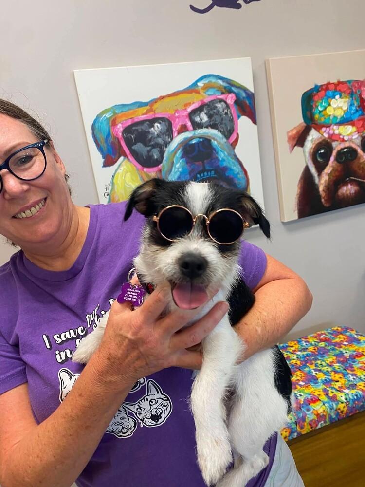 Enlarge Snoopy, a Adoptable mixed breed in Richardson, TX image 4/5