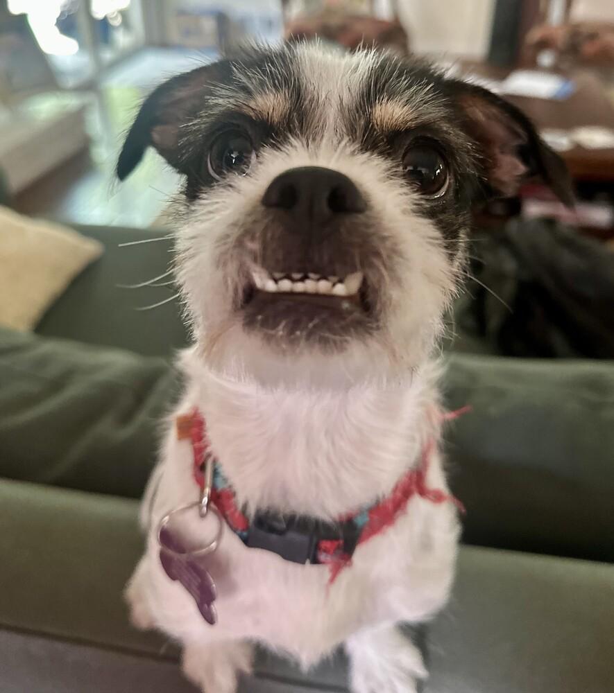 Enlarge Snoopy, a Adoptable mixed breed in Richardson, TX image 5/5