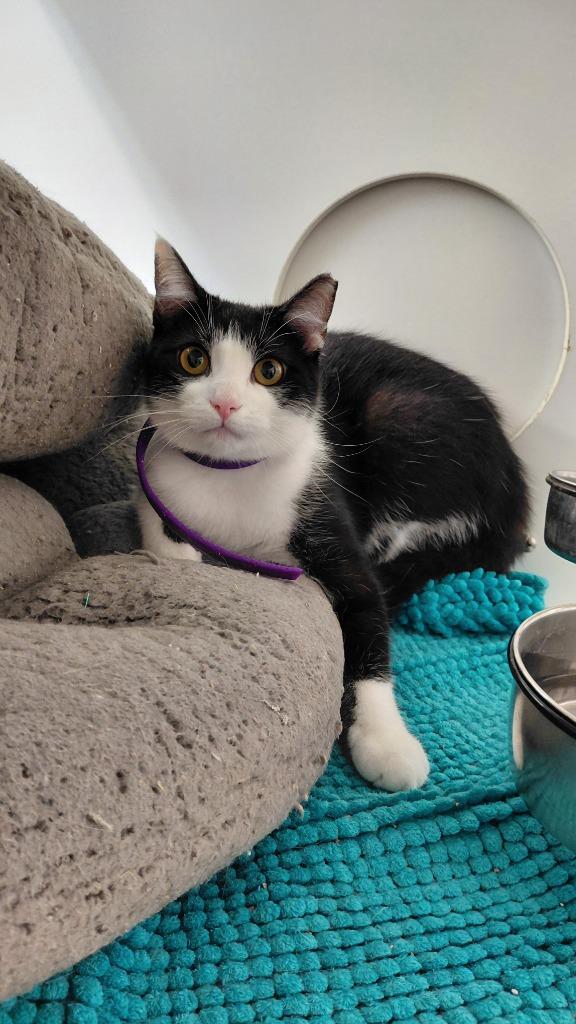 Shiloh, Adoptable, Kitten Female Domestic Short Hair.
