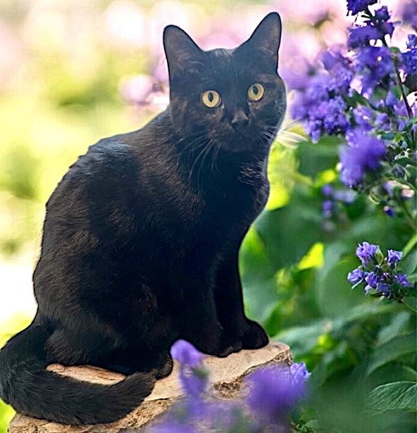 Enlarge Olivia & Orlando, Lots of Fun!, a ADOPTABLE Domestic Short Hair in Newport, WA image 6/6