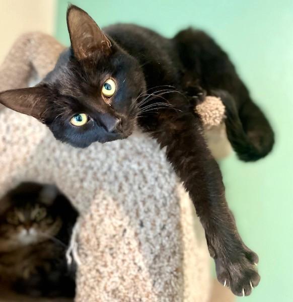 Olivia & Orlando, Lots of Fun!, ADOPTABLE, Young Female Domestic Short Hair.
