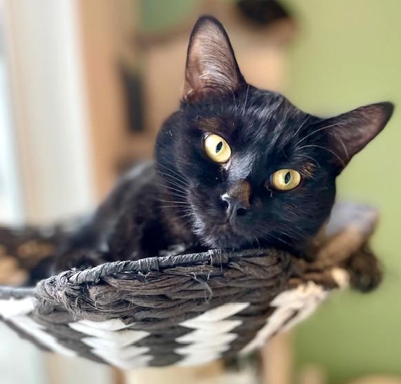 Enlarge Olivia & Orlando, Lots of Fun!, a ADOPTABLE Domestic Short Hair in Newport, WA image 3/6