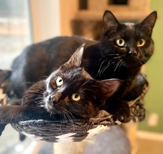 Enlarge Olivia & Orlando, Lots of Fun!, a ADOPTABLE Domestic Short Hair in Newport, WA image 2/6