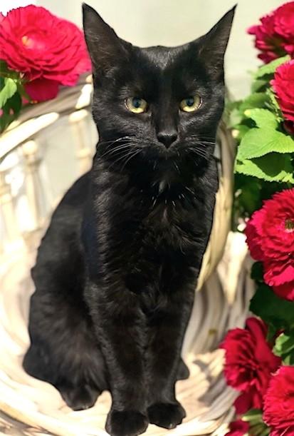 Enlarge Olivia & Orlando, Lots of Fun!, a ADOPTABLE Domestic Short Hair in Newport, WA image 5/6