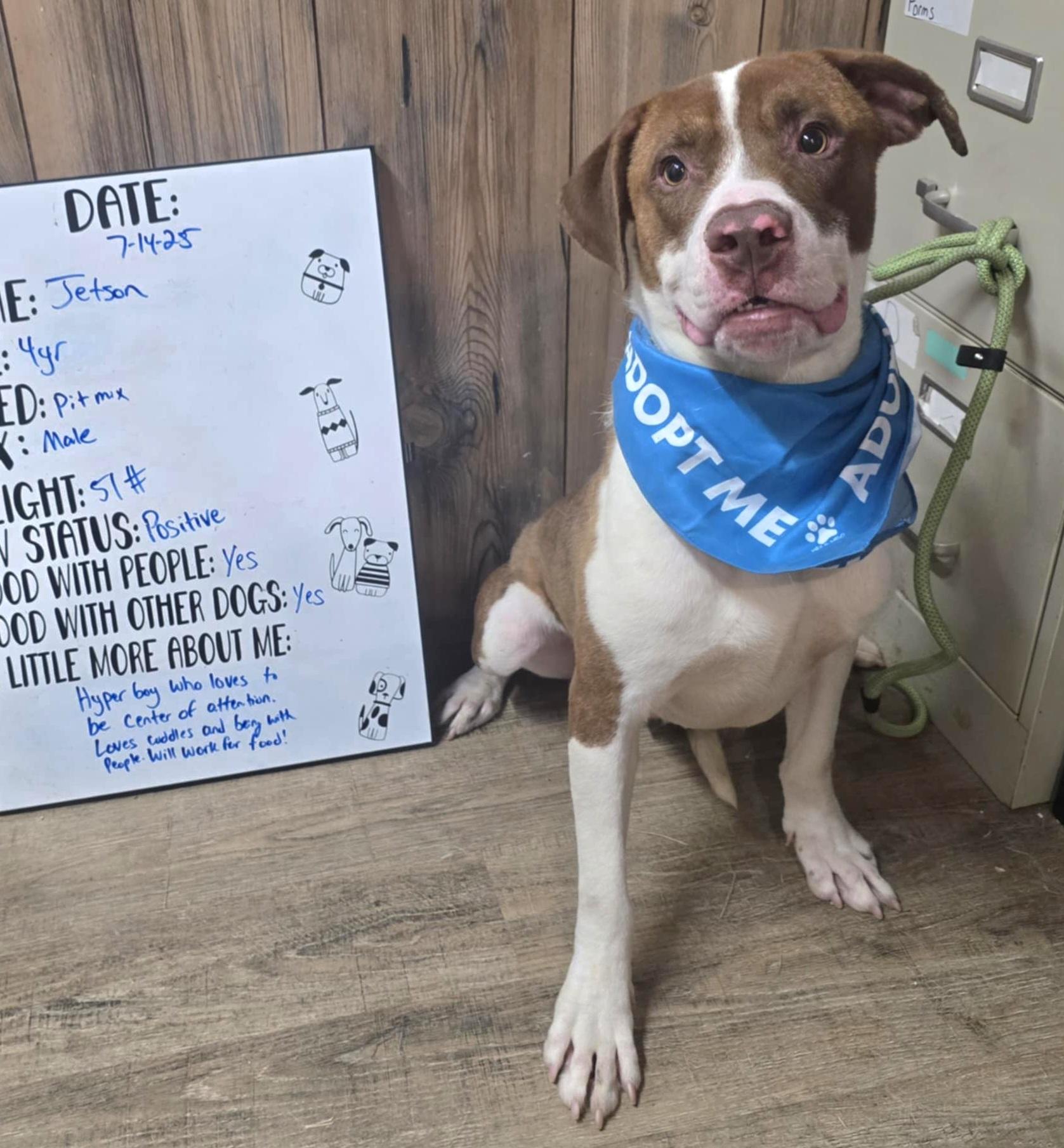 Enlarge Jetson, a Adoptable mixed breed in Camden, AR image 1/1