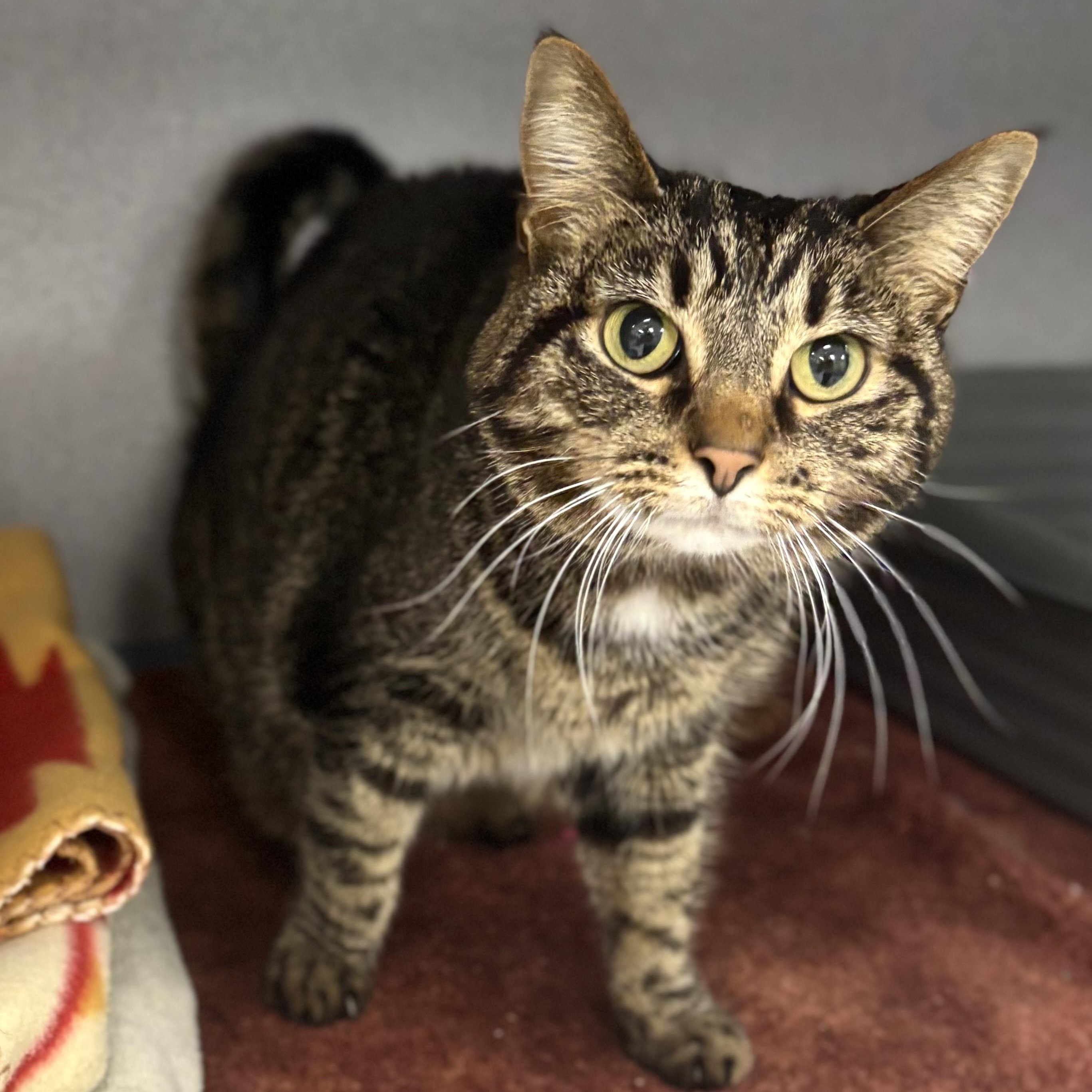 Enlarge Rose, a ADOPTABLE Domestic Short Hair in Bardstown, KY image 6/6