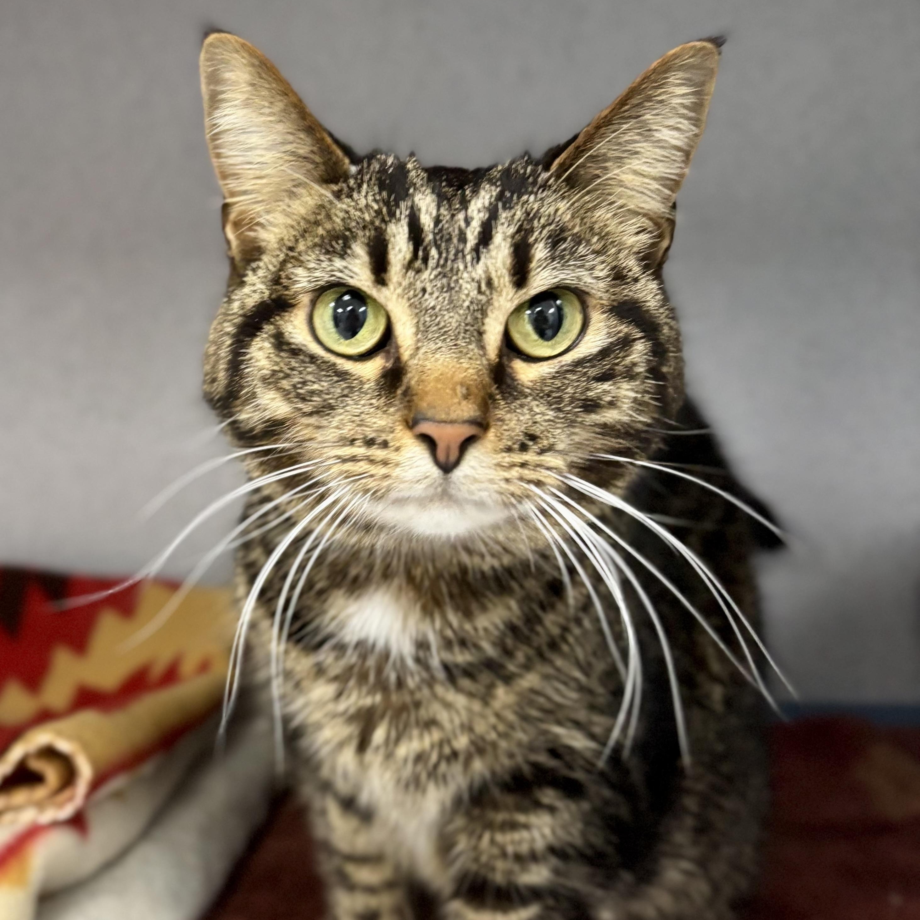 Enlarge Rose, a ADOPTABLE Domestic Short Hair in Bardstown, KY image 3/6