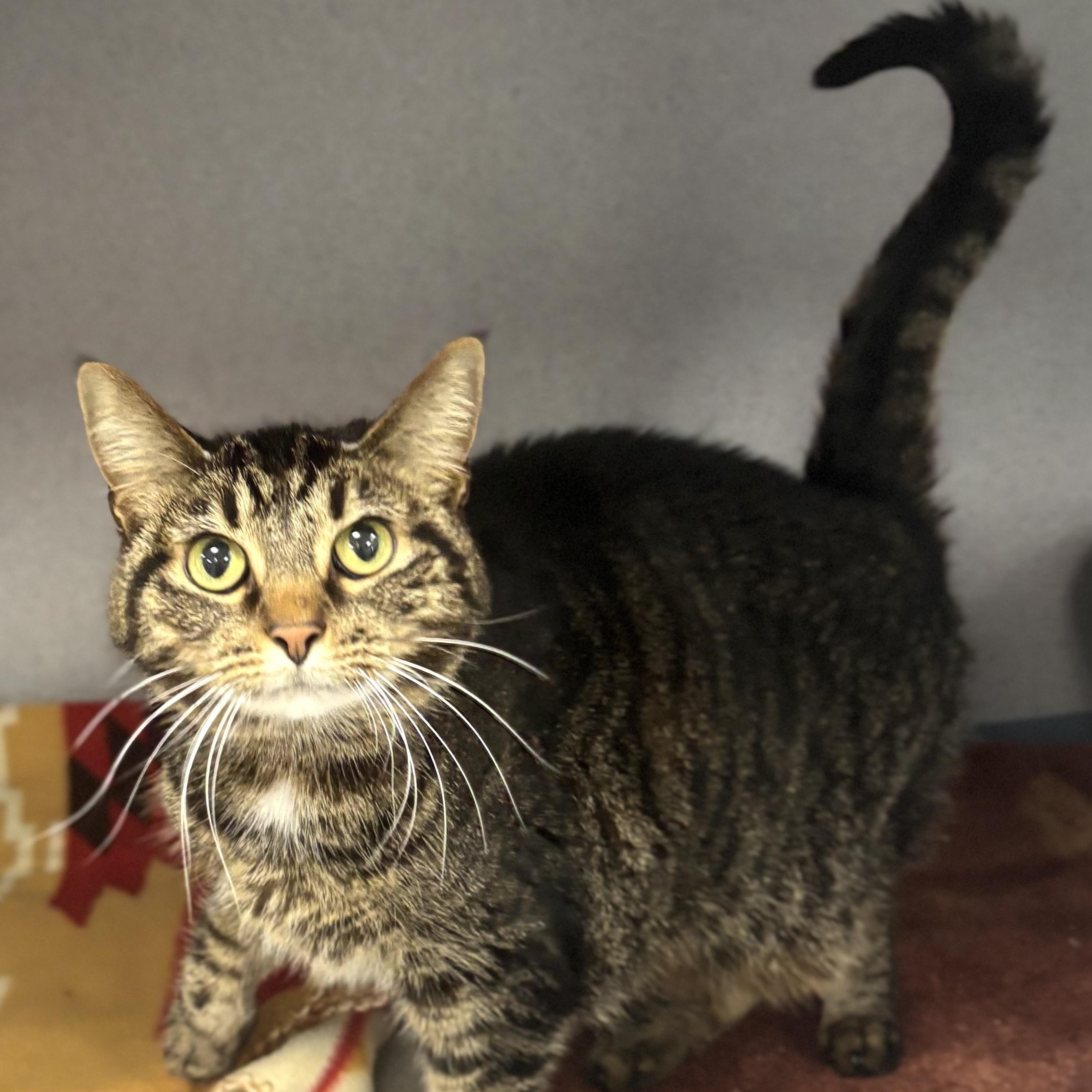 Enlarge Rose, a ADOPTABLE Domestic Short Hair in Bardstown, KY image 4/6