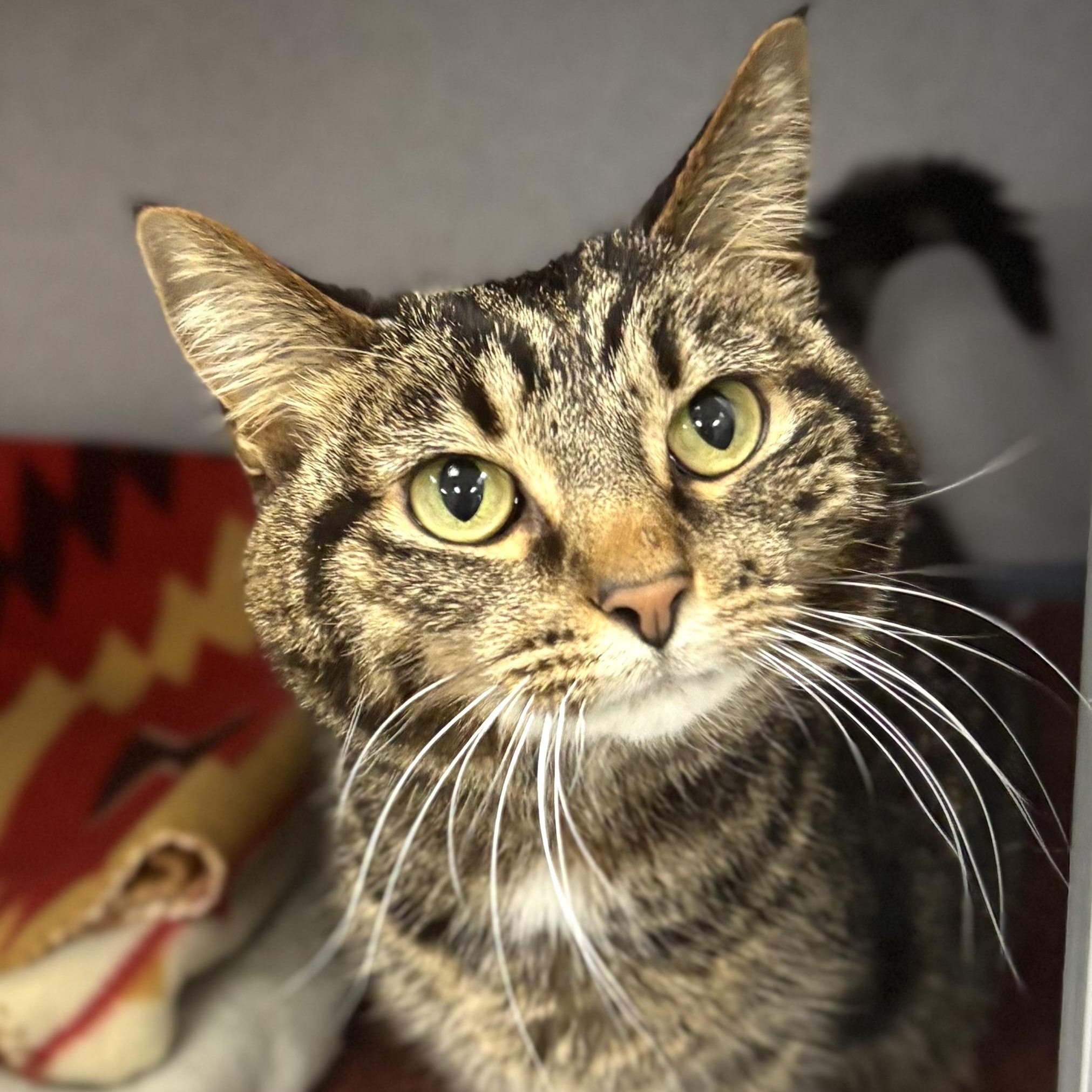 Enlarge Rose, a ADOPTABLE Domestic Short Hair in Bardstown, KY image 1/6