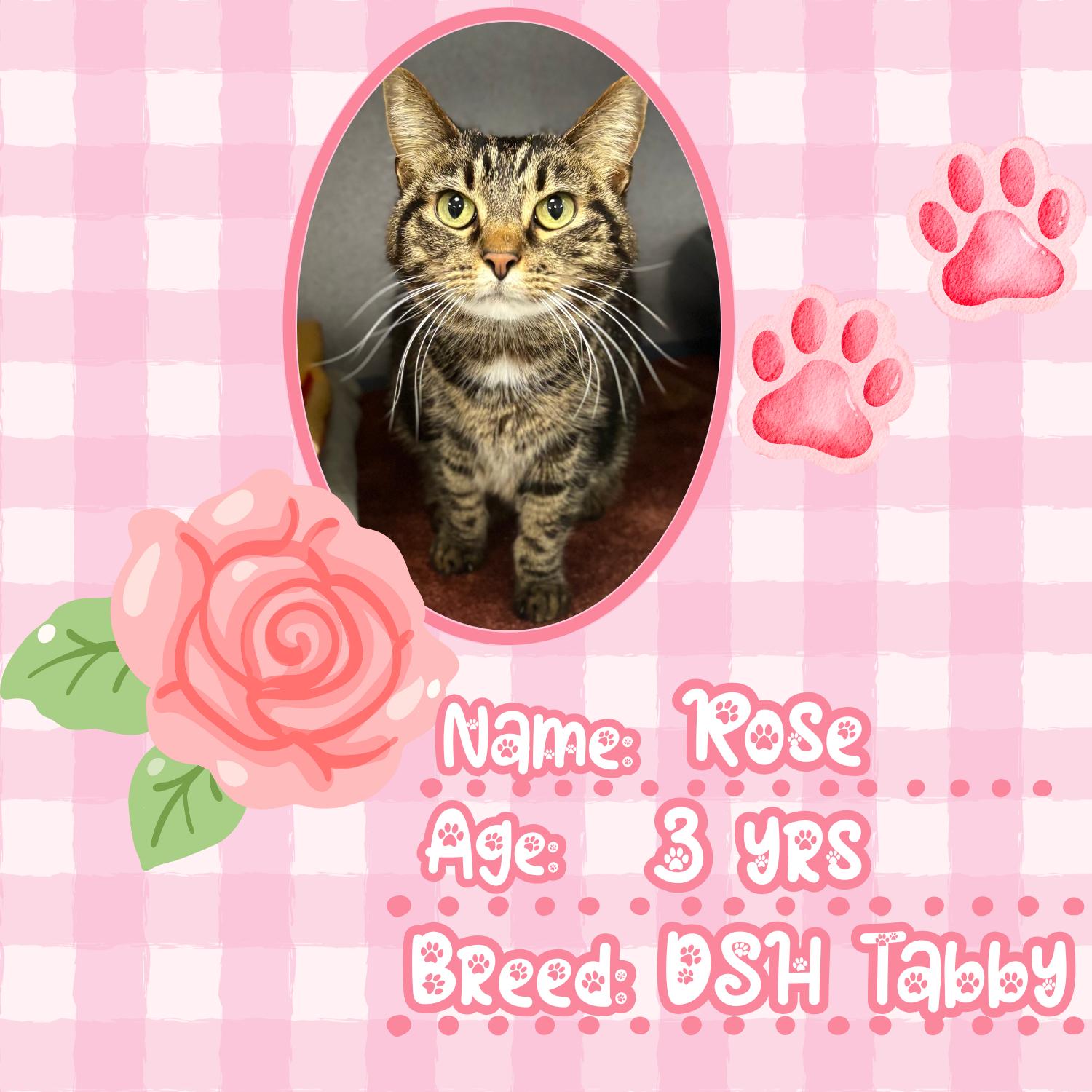 Enlarge Rose, a ADOPTABLE Domestic Short Hair in Bardstown, KY image 5/6