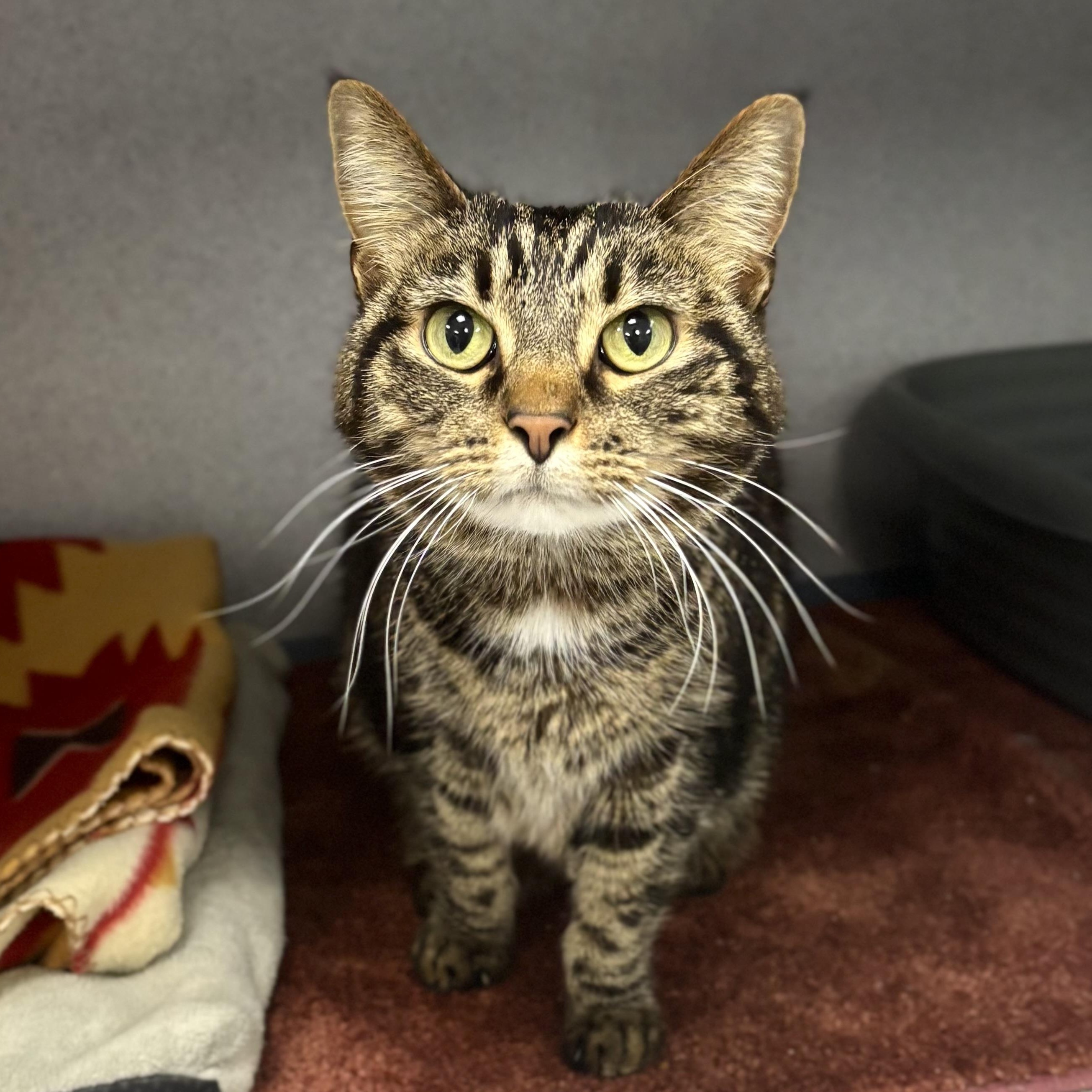 Enlarge Rose, a ADOPTABLE Domestic Short Hair in Bardstown, KY image 2/6