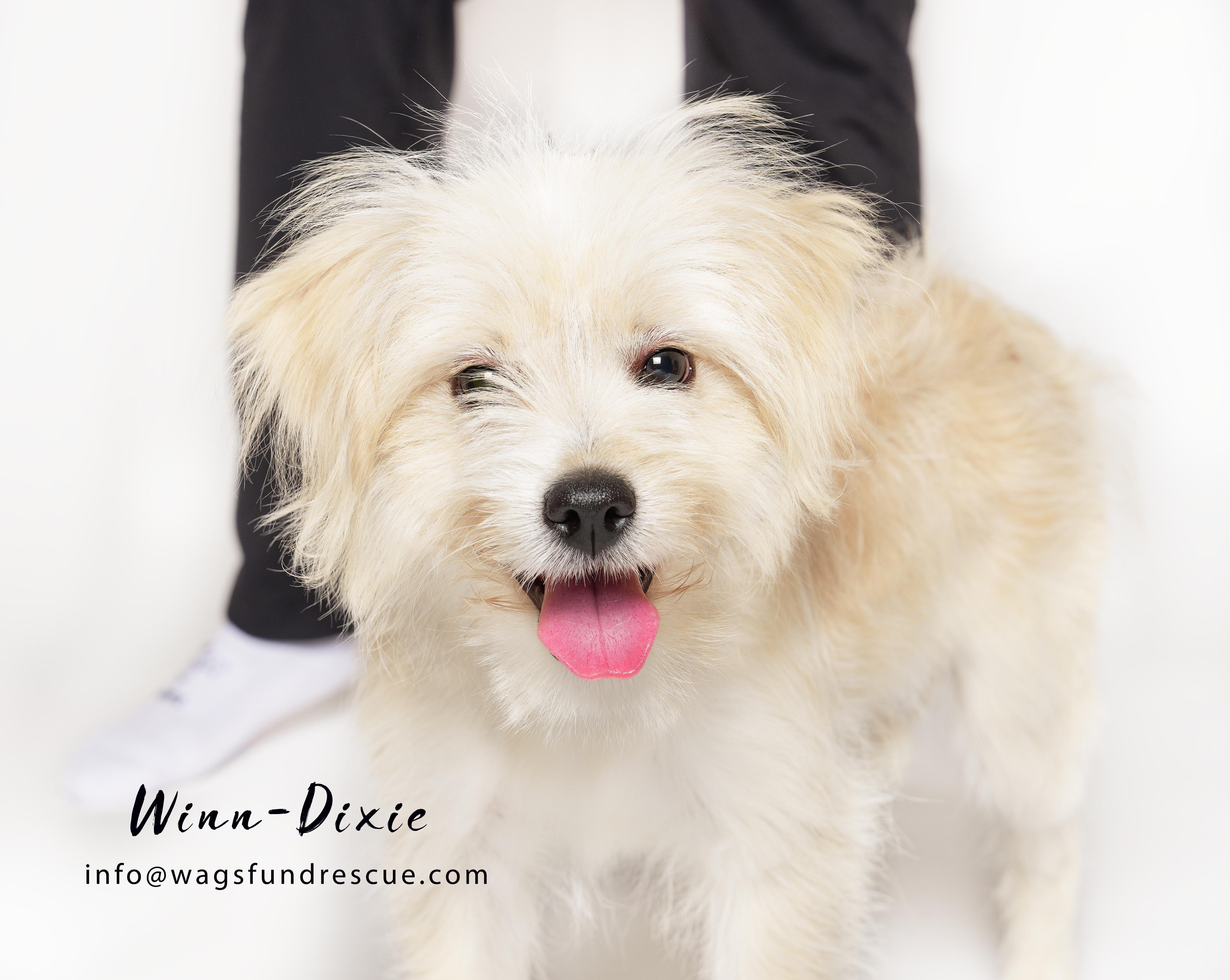Enlarge Winn-Dixie, a ADOPTABLE mixed breed in Houston, TX image 1/3