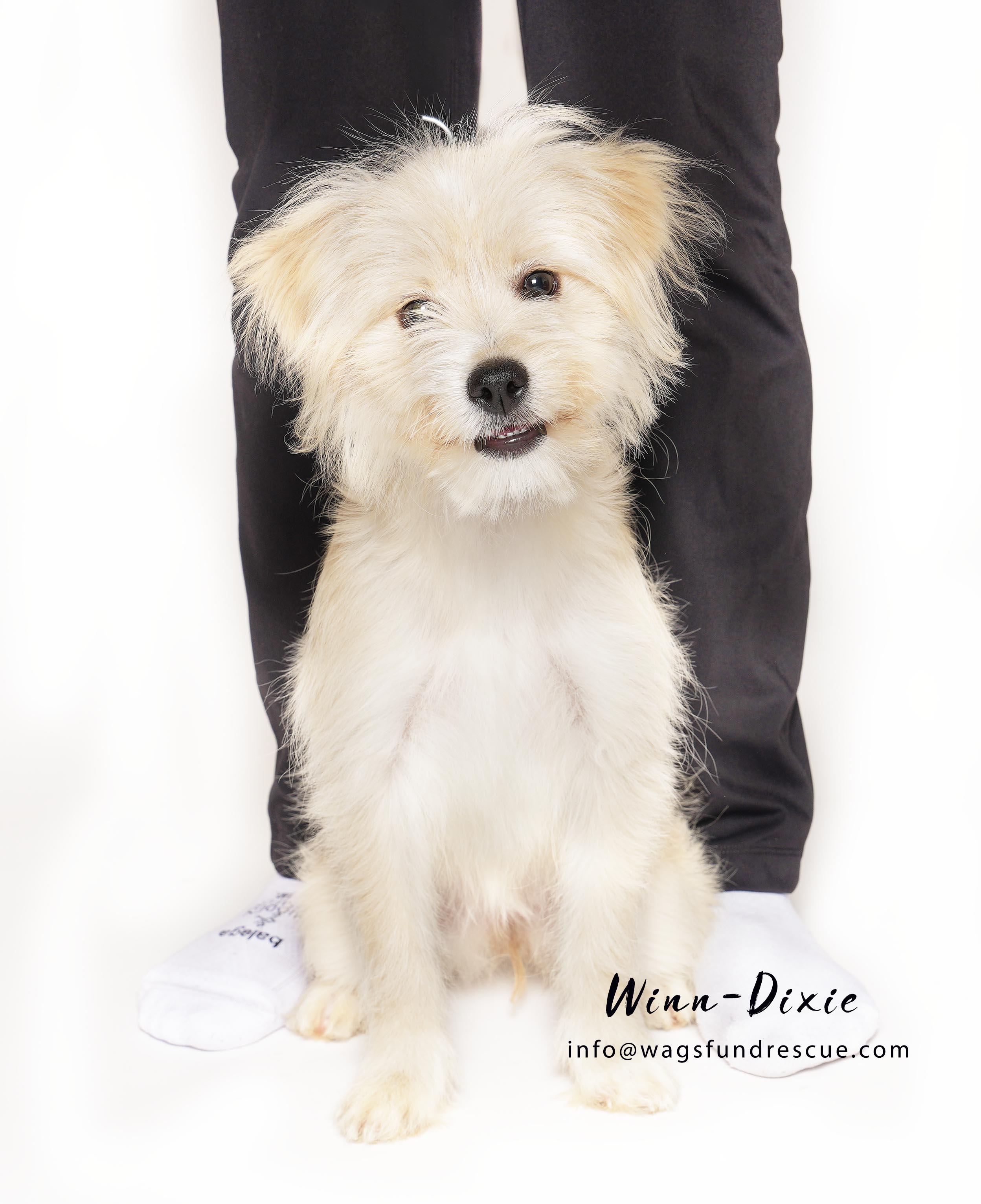Enlarge Winn-Dixie, a ADOPTABLE mixed breed in Houston, TX image 2/3