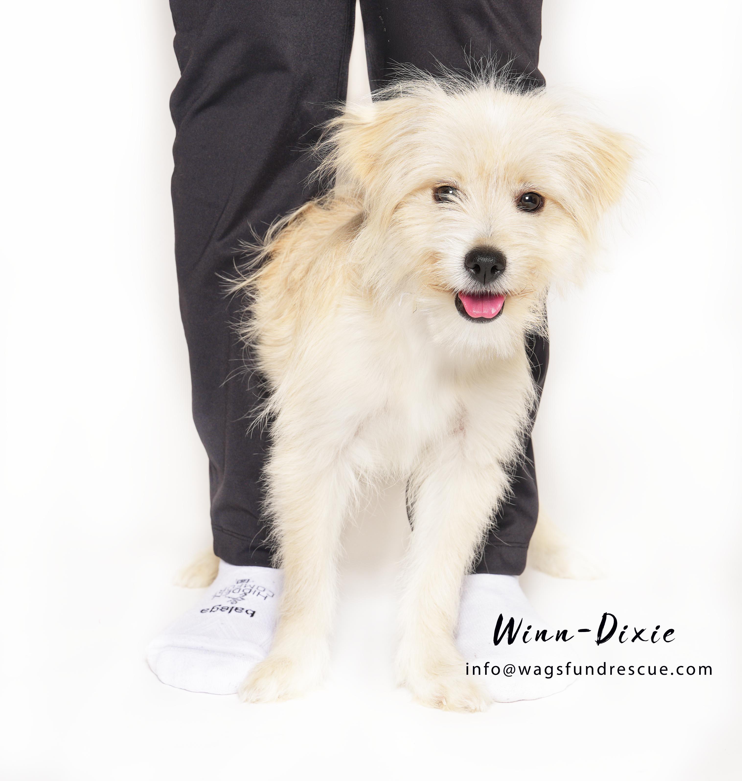 Enlarge Winn-Dixie, a ADOPTABLE mixed breed in Houston, TX image 3/3