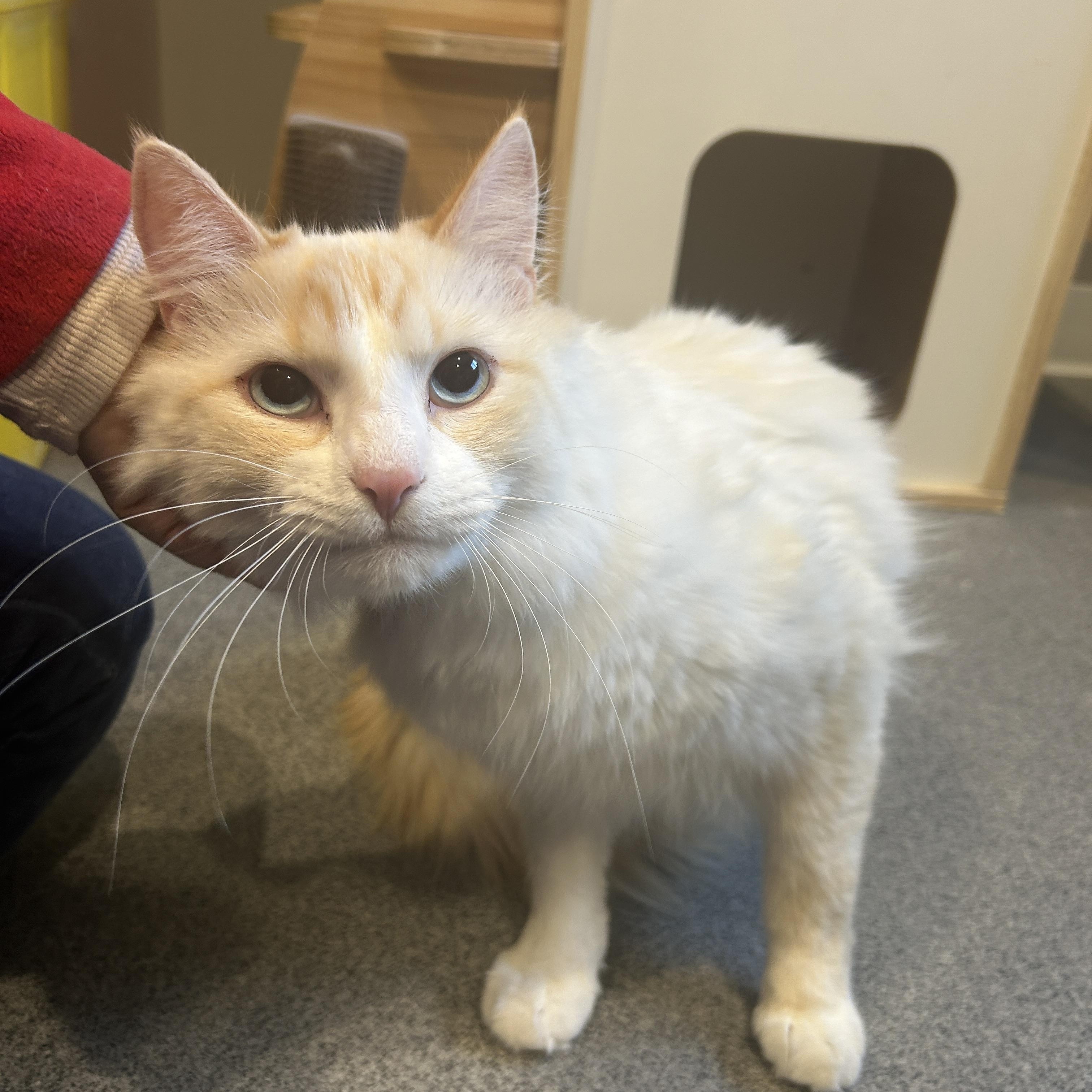 Enlarge Bluey, a ADOPTABLE Domestic Medium Hair in Seward, NE image 1/1
