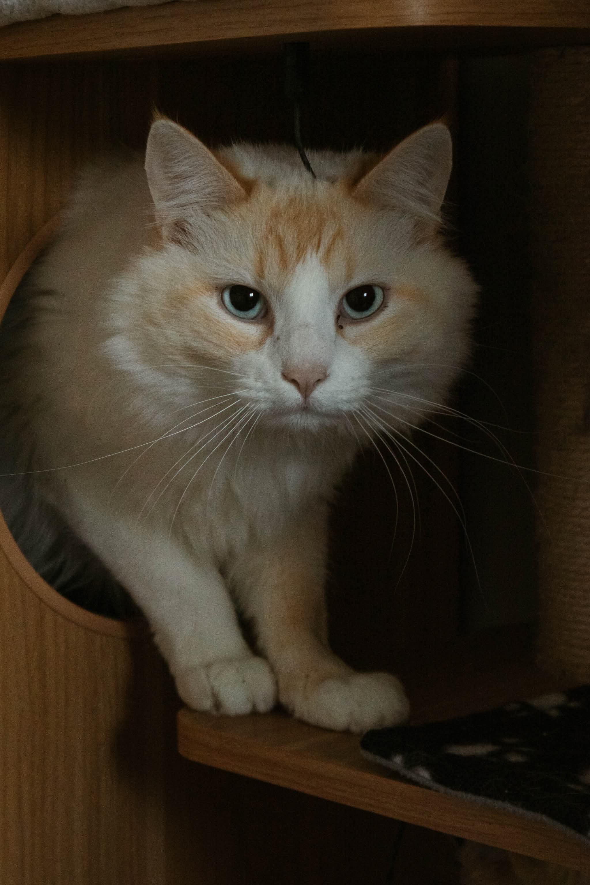 Bluey, Adopted, Young Male Domestic Medium Hair.