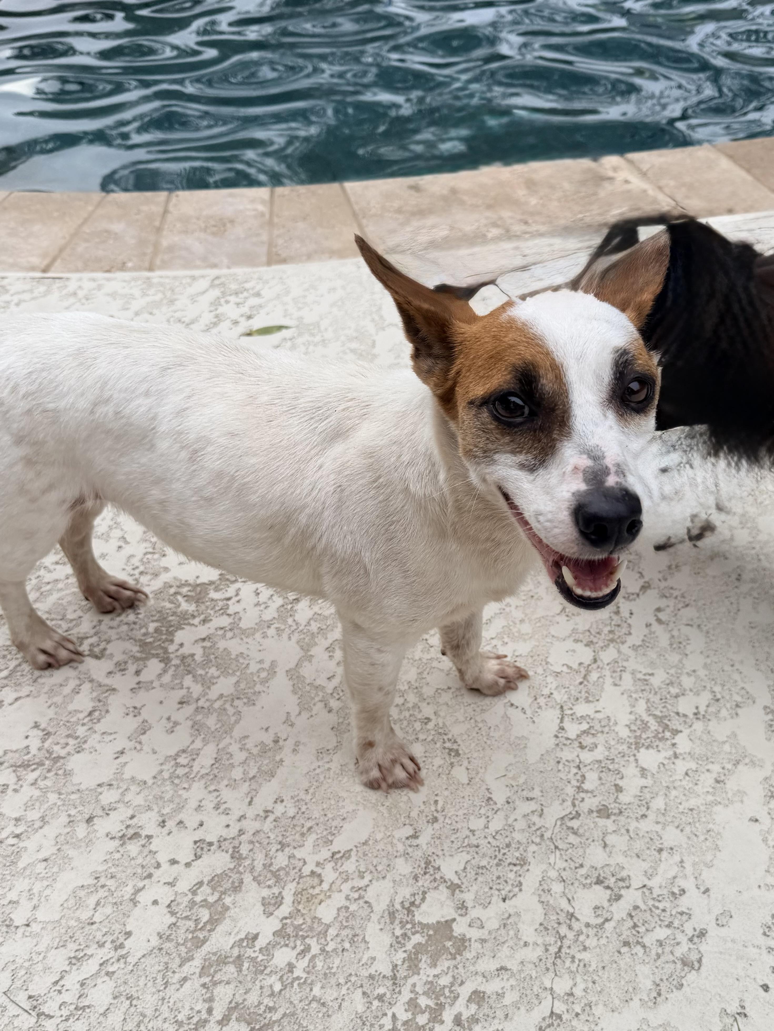 Julia, adopted, Adult Female Jack Russell Terrier.