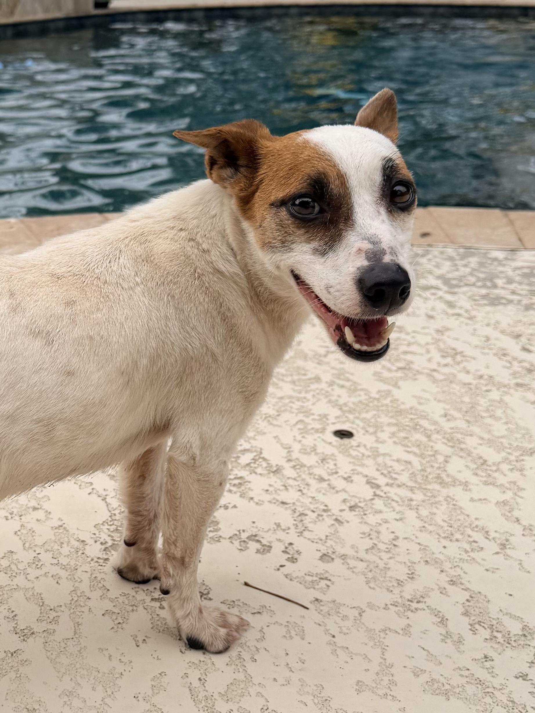Julia, an adopted Jack Russell Terrier in Baker, LA image 6/6