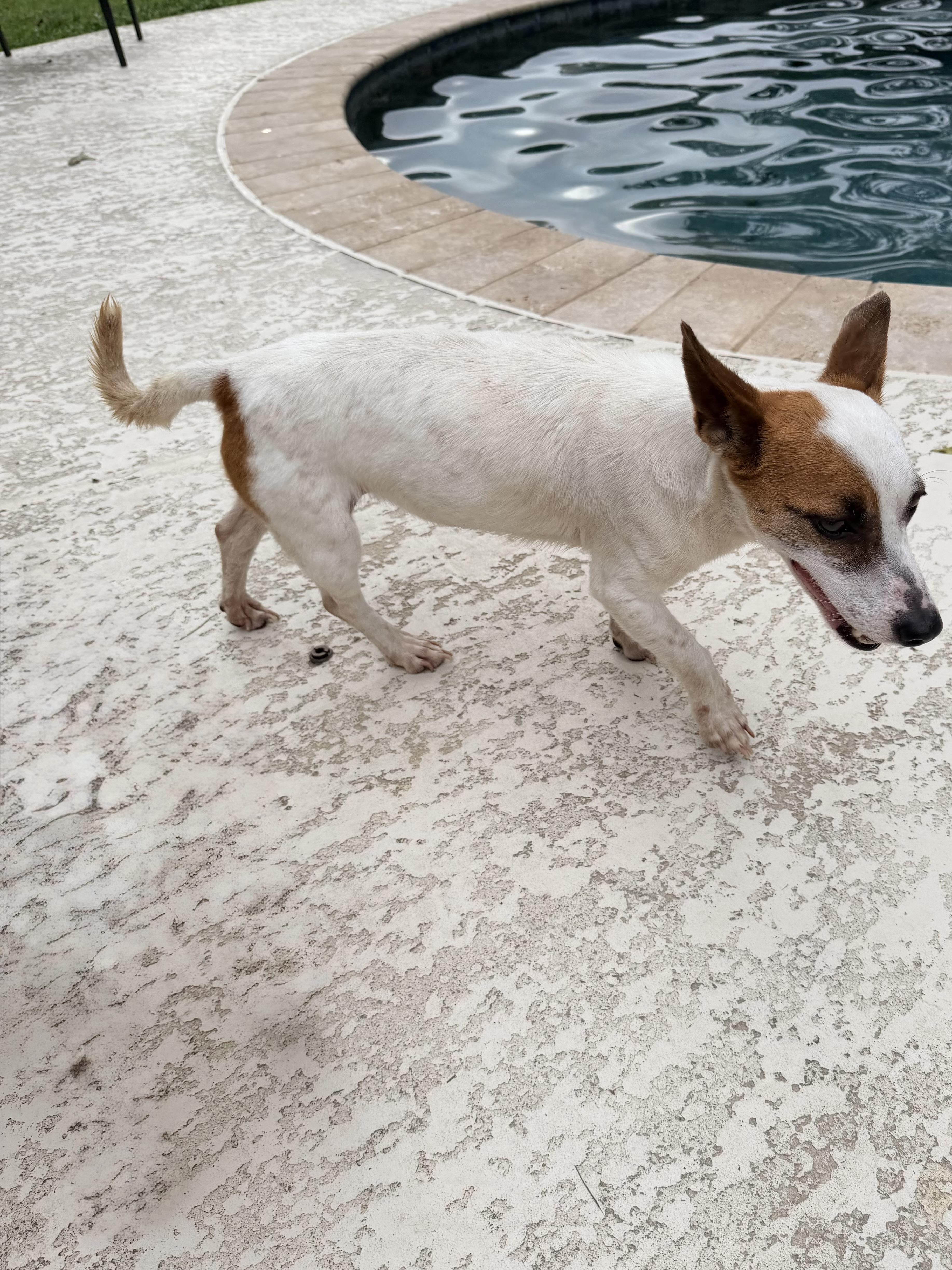 Julia, an adopted Jack Russell Terrier in Baker, LA image 4/6