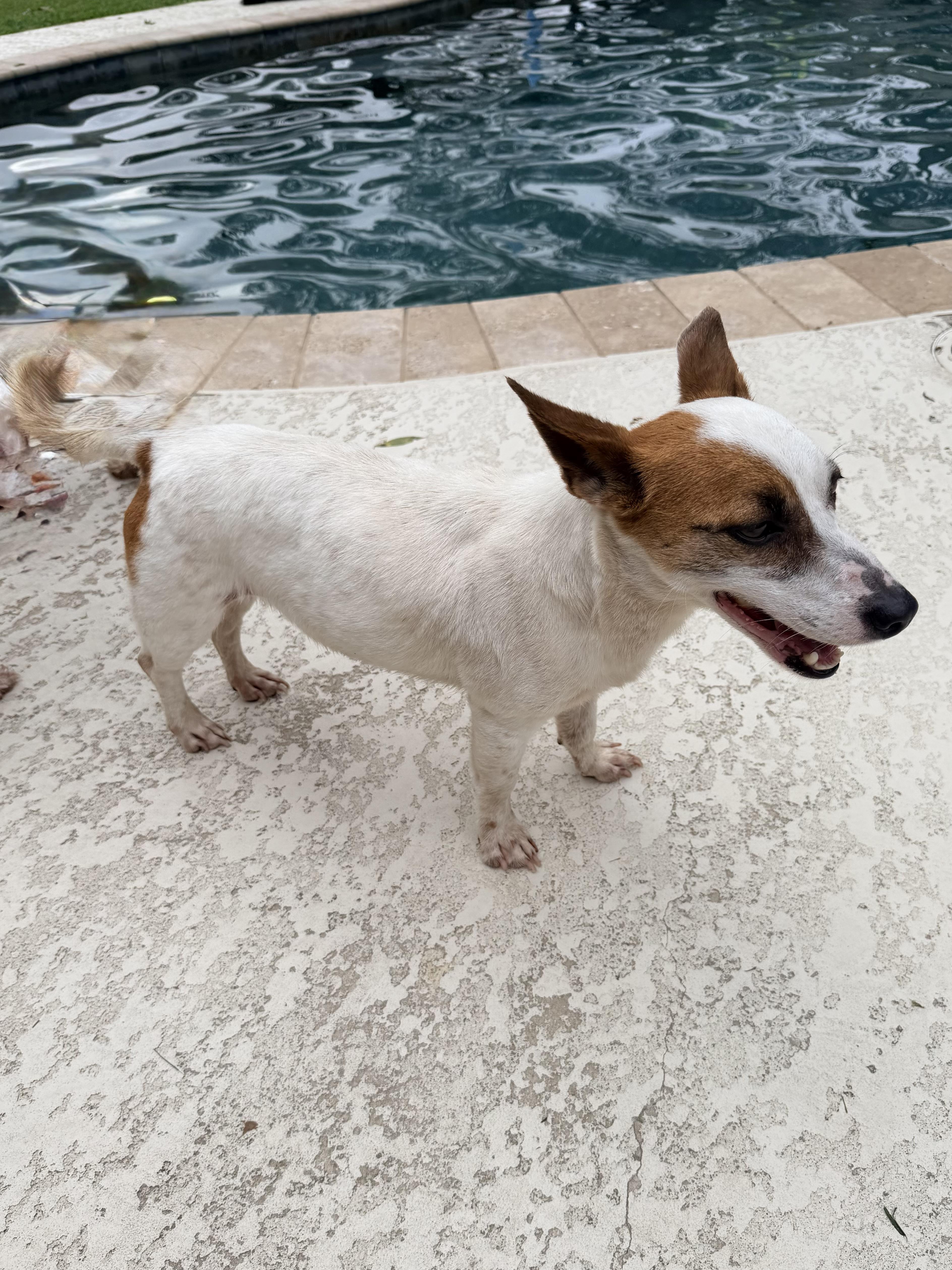 Julia, an adopted Jack Russell Terrier in Baker, LA image 3/6