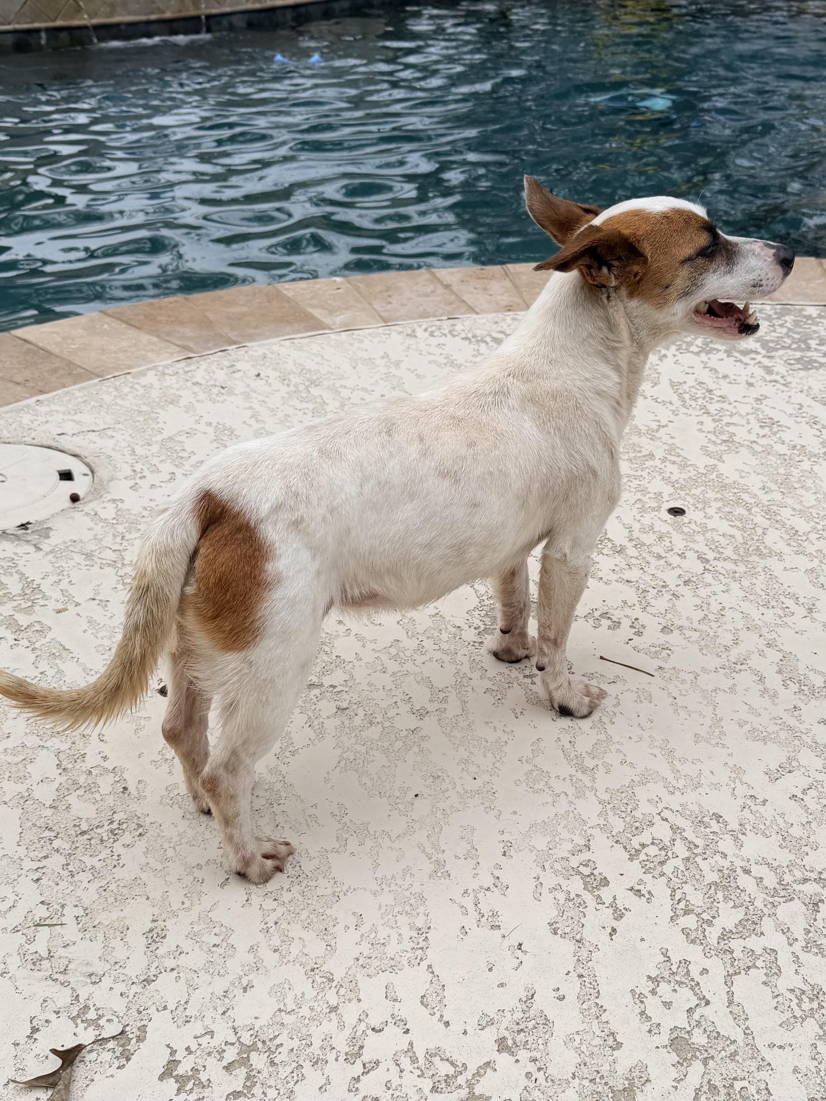 Julia, an adopted Jack Russell Terrier in Baker, LA image 5/6