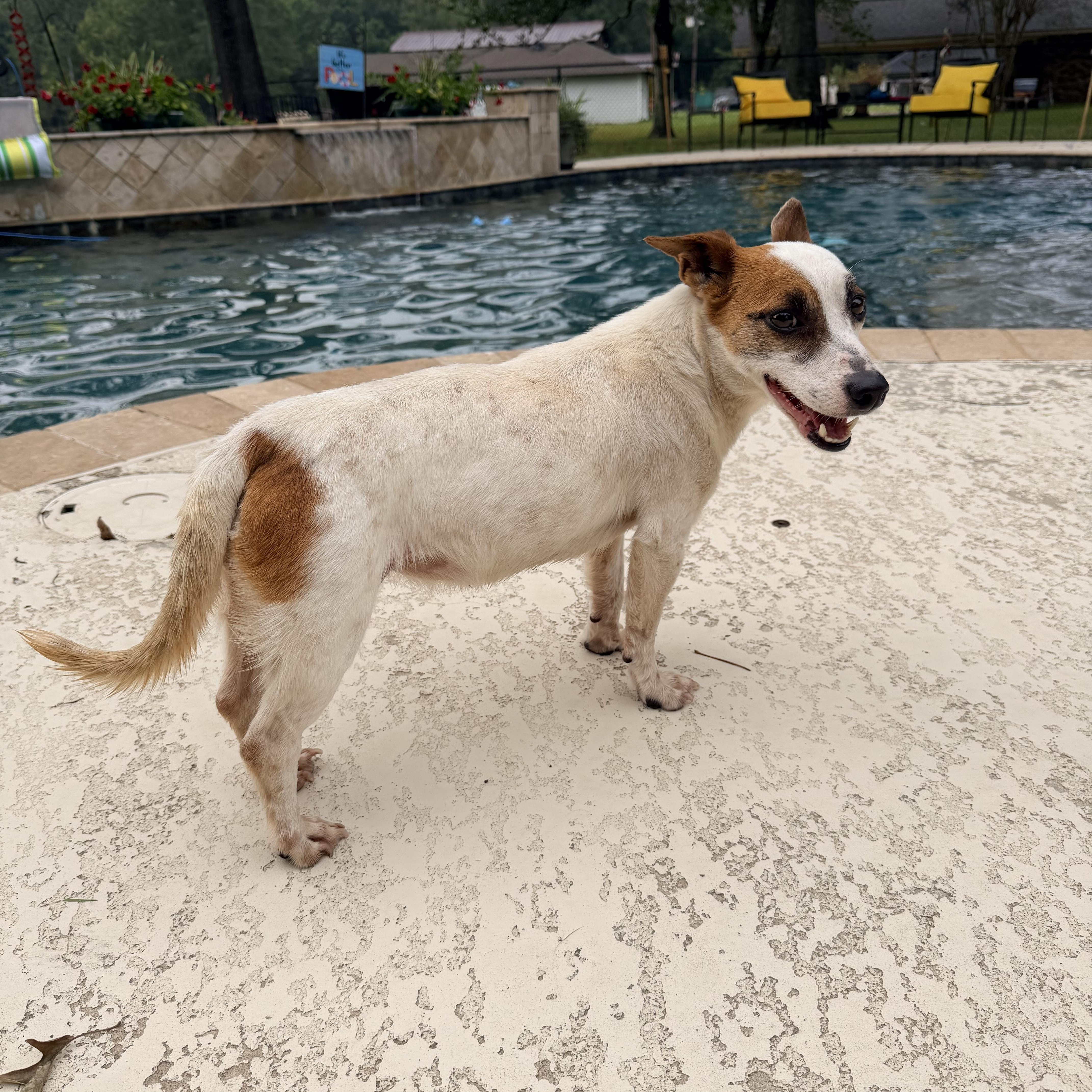 Julia, an adopted Jack Russell Terrier in Baker, LA image 2/6