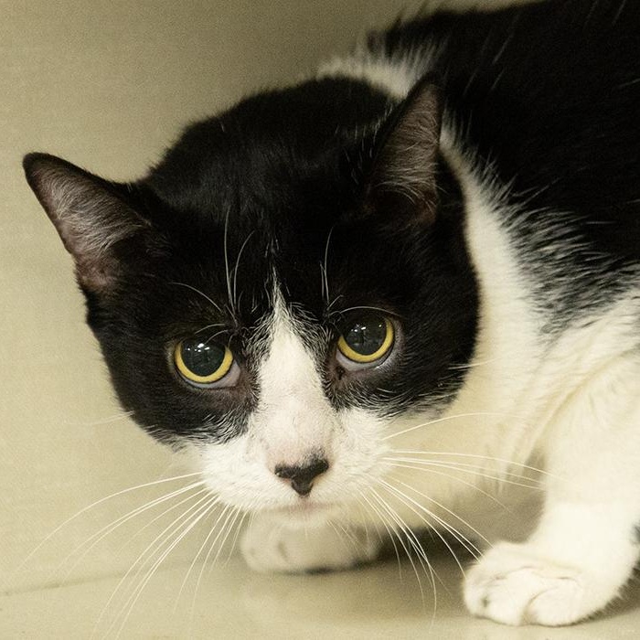 Enlarge Dickie, a ADOPTABLE Domestic Short Hair in Slidell, LA image 1/2