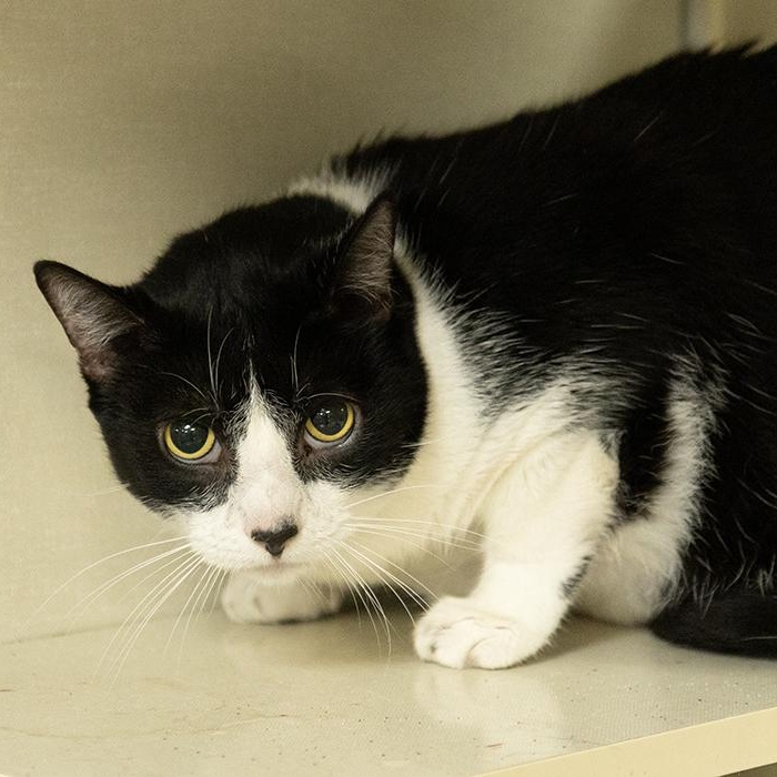 Enlarge Dickie, a ADOPTABLE Domestic Short Hair in Slidell, LA image 2/2