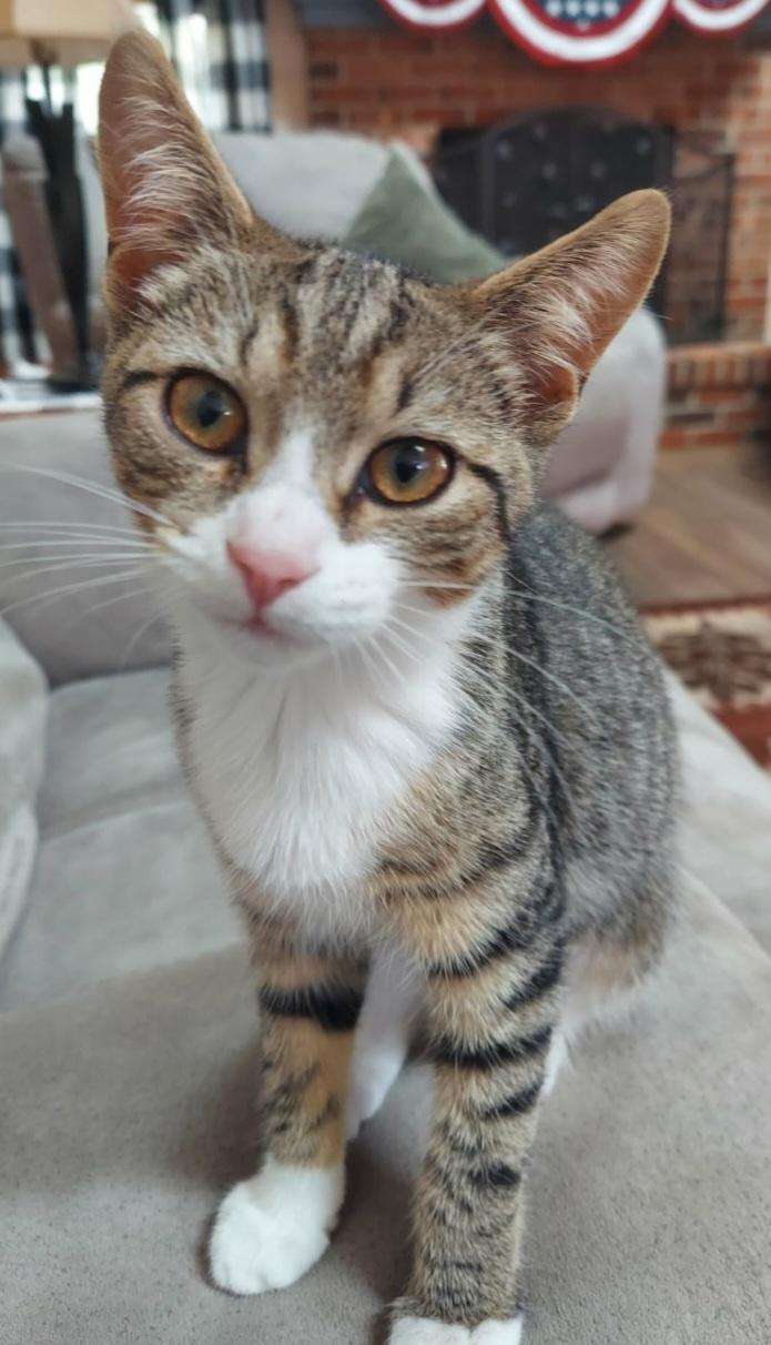 Enlarge Ruby, a Adopted mixed breed in Kenhorst, PA image 2/3