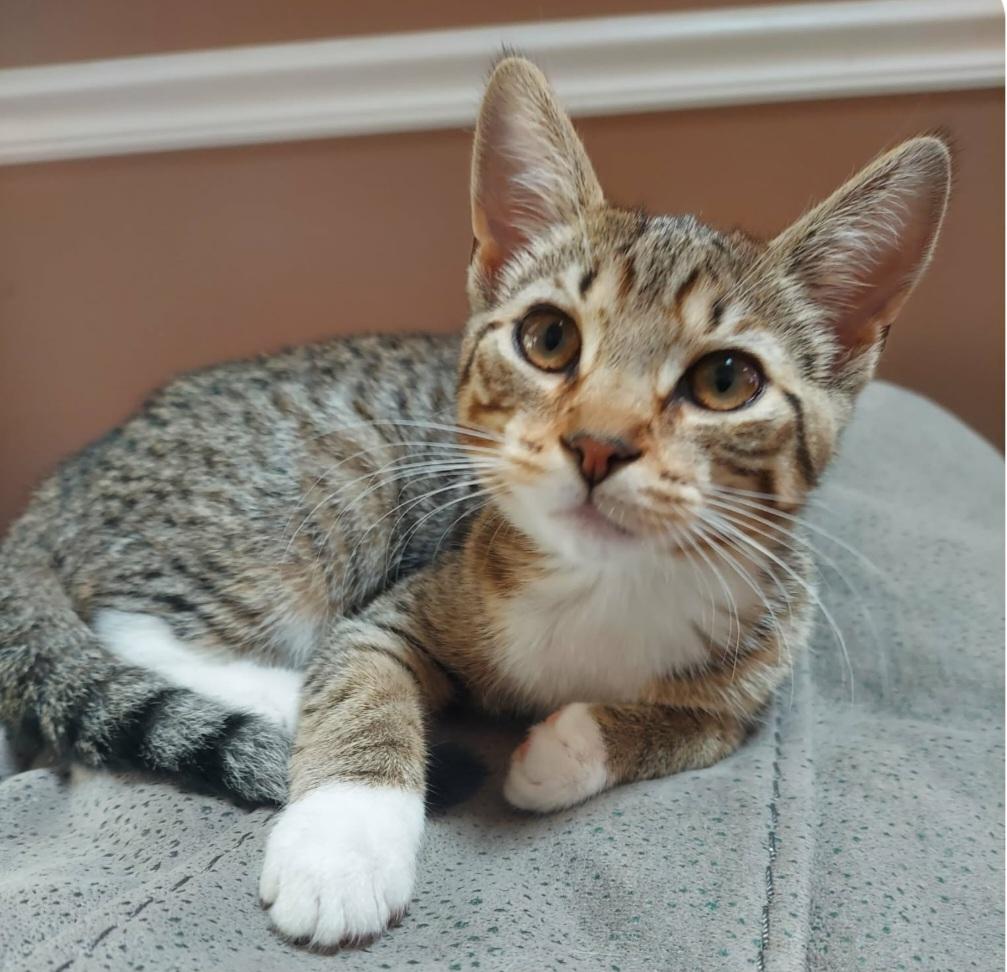 Ruby, Adopted, Kitten Female Domestic Short Hair.